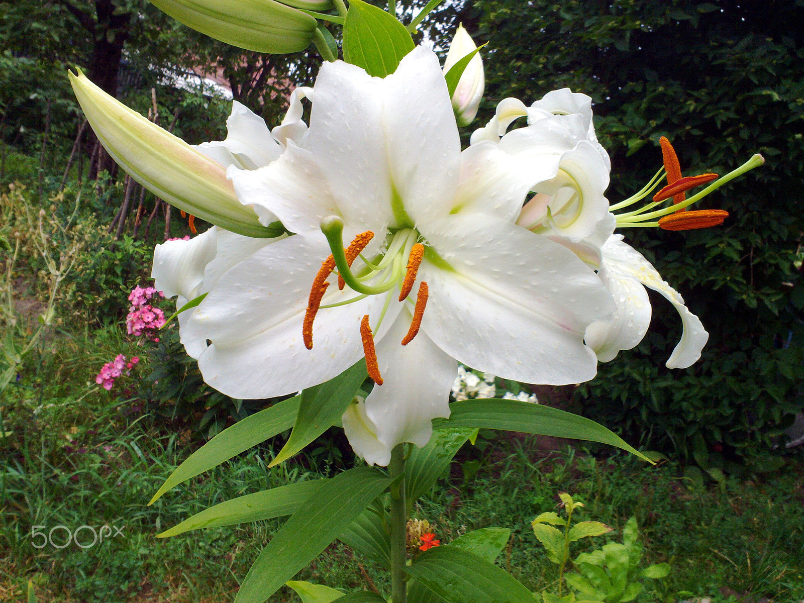 Nokia N86 8MP sample photo. Lily photography