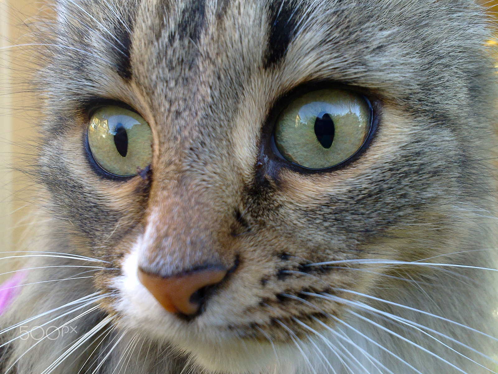Nokia N86 8MP sample photo. Cat photographed close up in the daytime photography