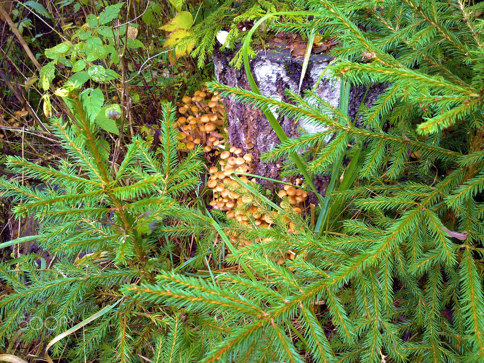 Nokia N86 8MP sample photo. Mushrooms honey agarics photography