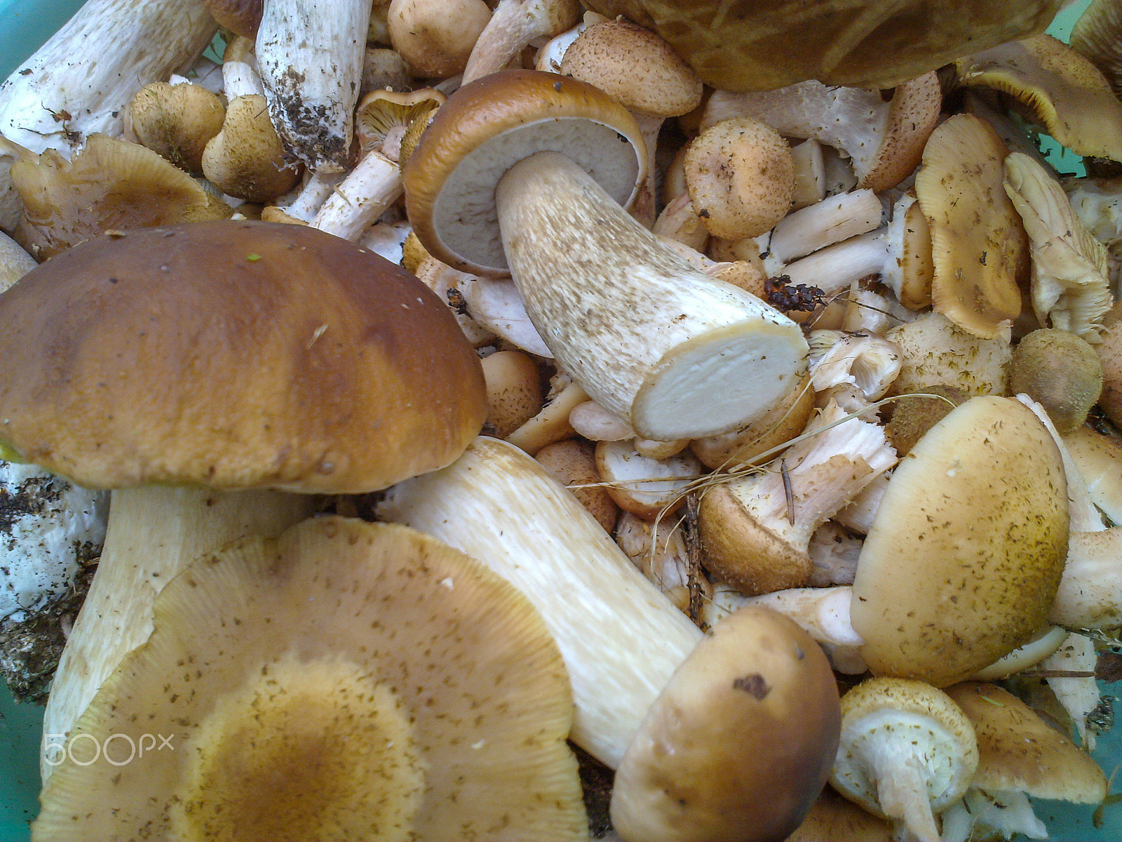 Nokia N86 8MP sample photo. Vines photography