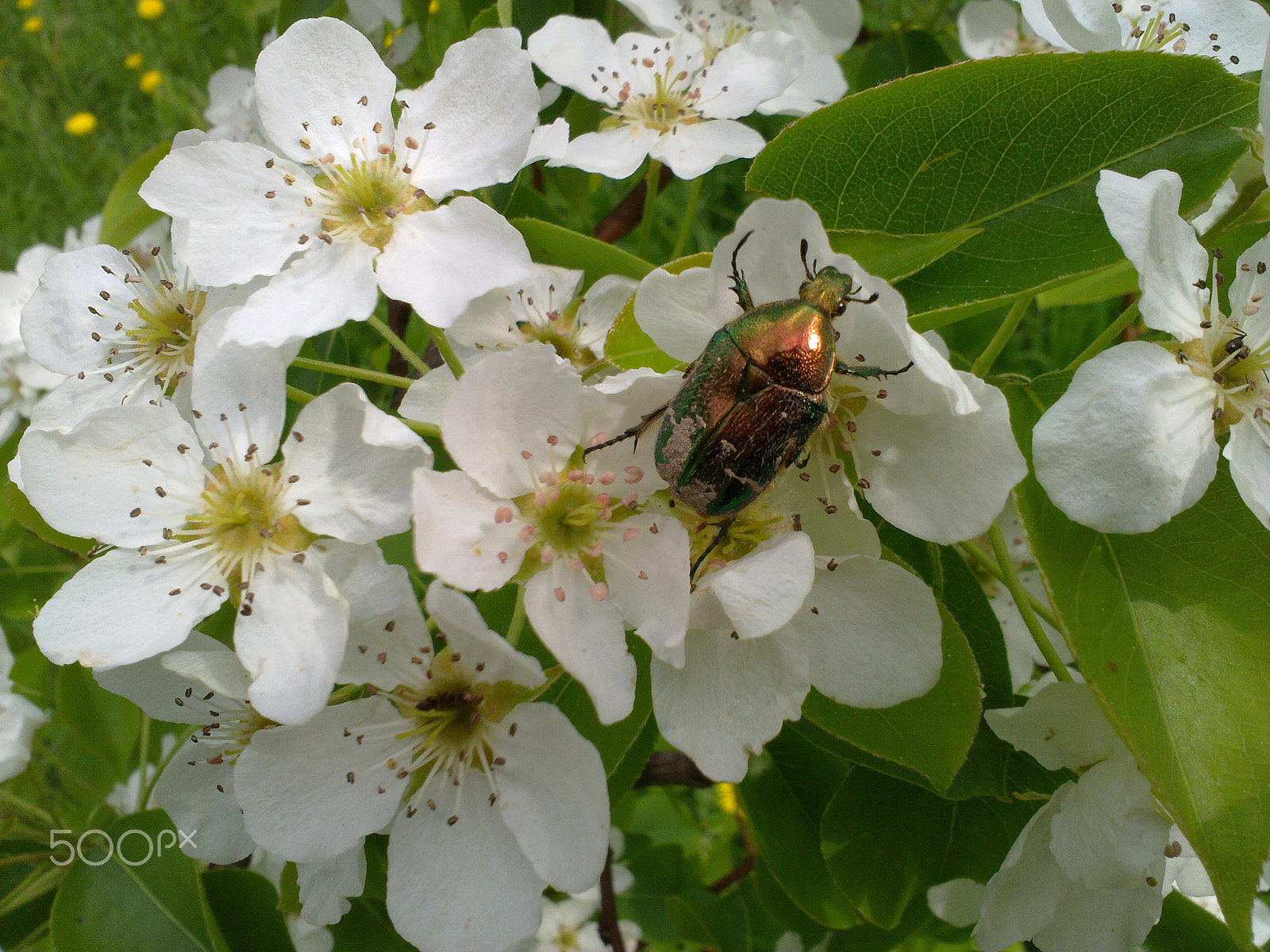 Nokia N86 8MP sample photo. Beetle among beautiful flowers and leaves photography