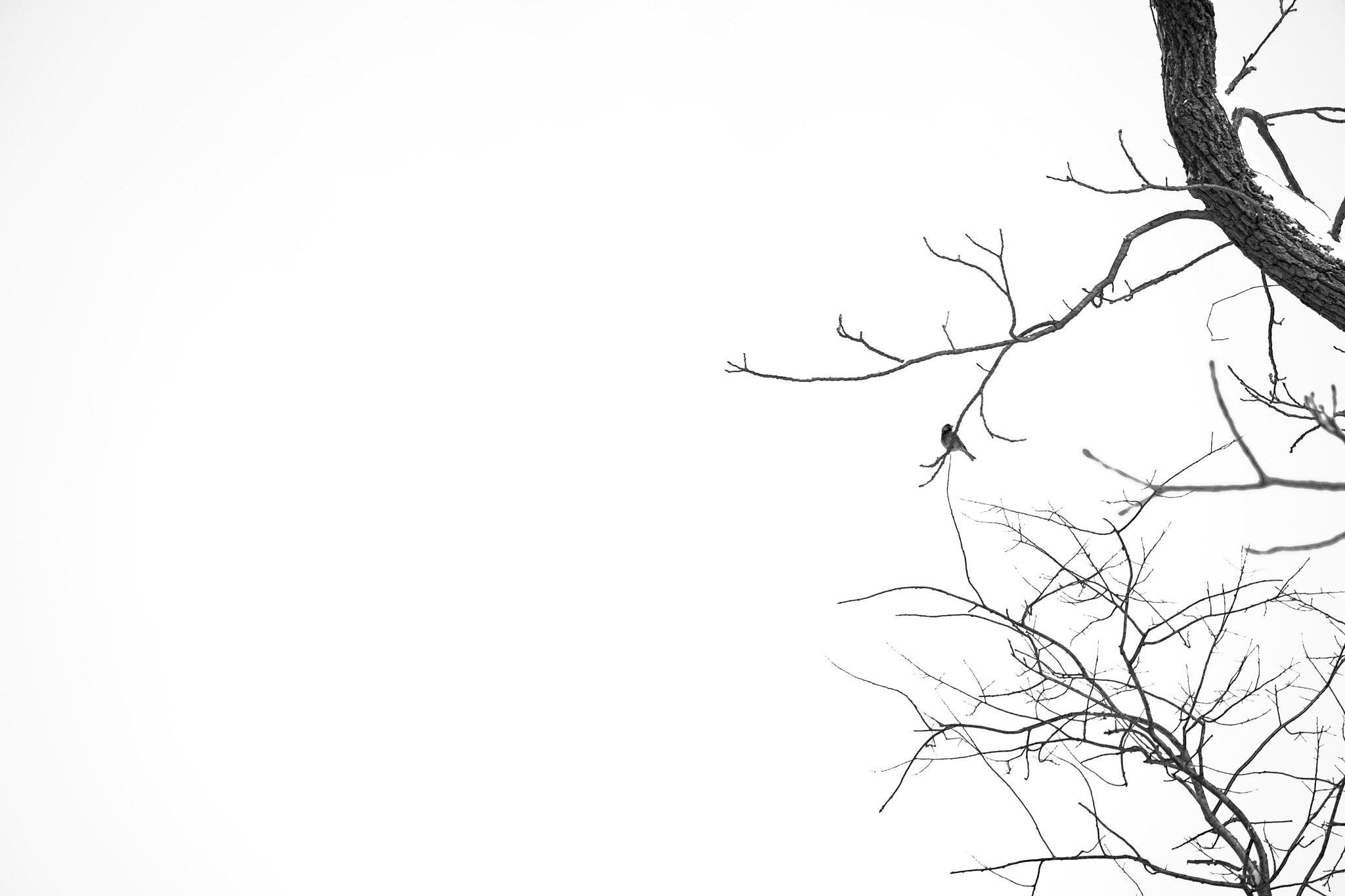 Sony a7 + Sony E 55-210mm F4.5-6.3 OSS sample photo. Bird photography