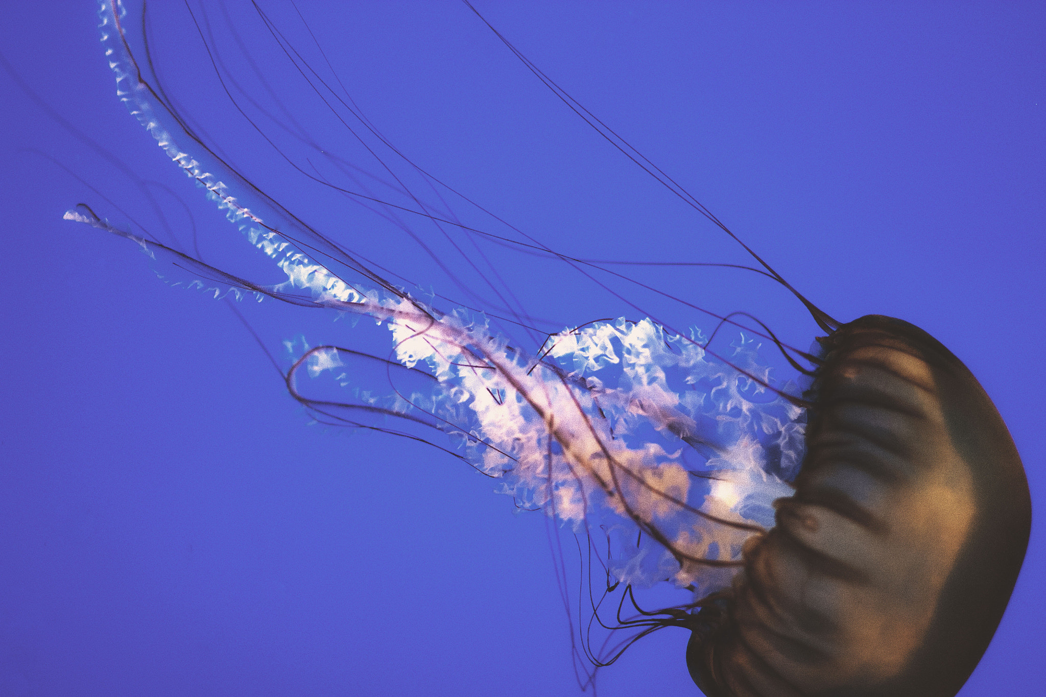 Canon EOS 450D (EOS Rebel XSi / EOS Kiss X2) sample photo. Jellyfish photography