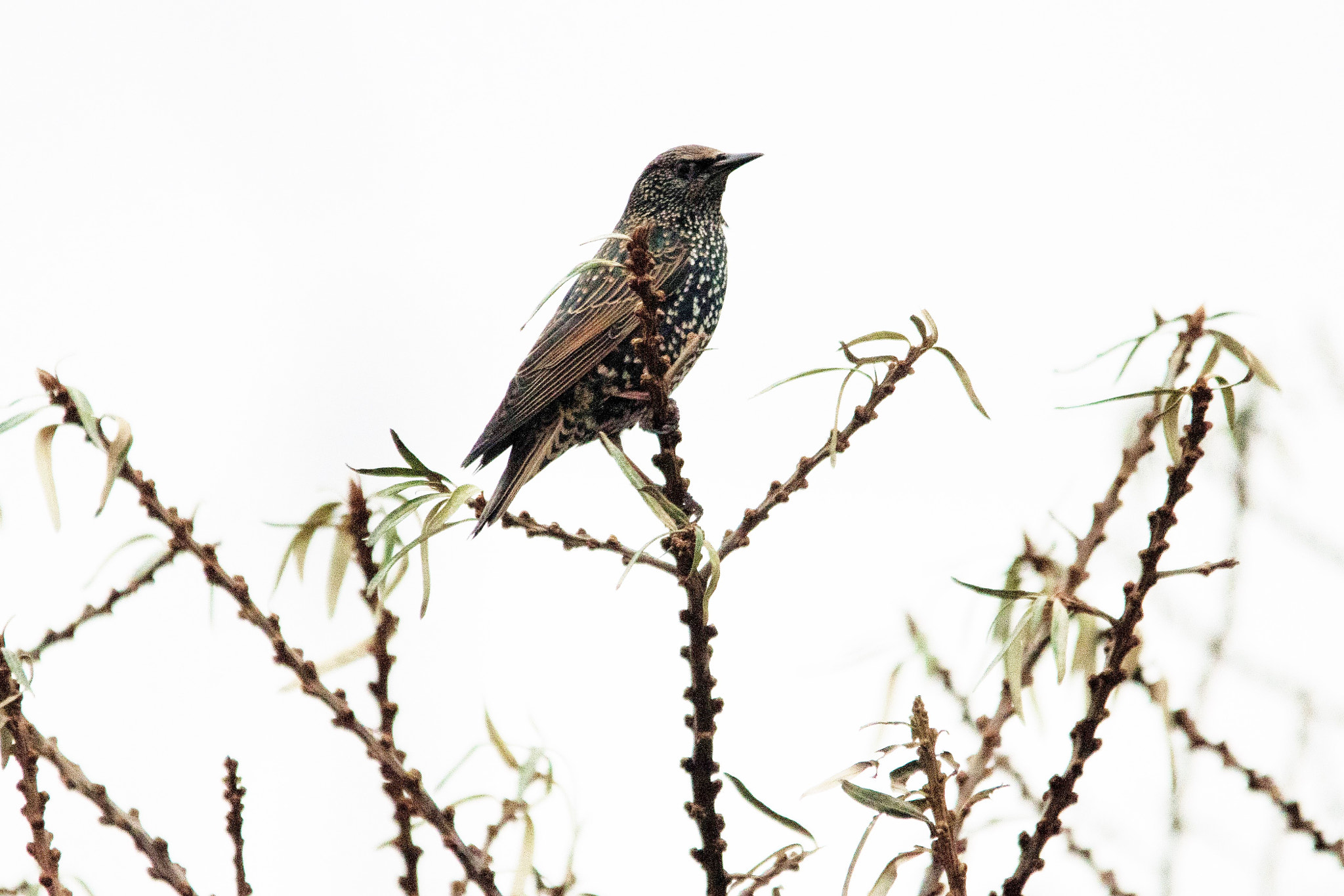 Sigma 150-500mm F5-6.3 DG OS HSM sample photo. Look out photography