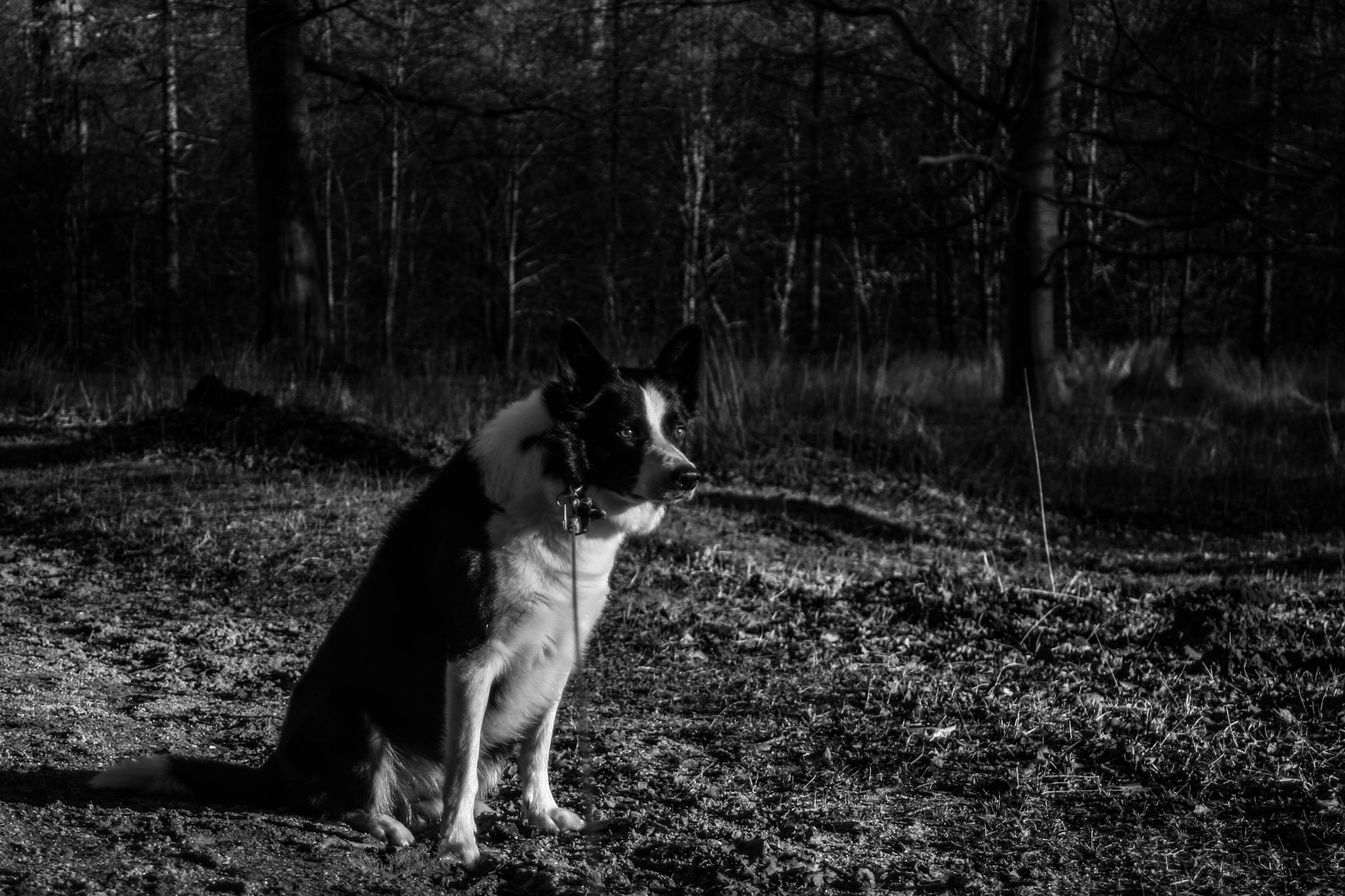 Canon EF 28-80mm f/3.5-5.6 sample photo. Dog in danish nature photography