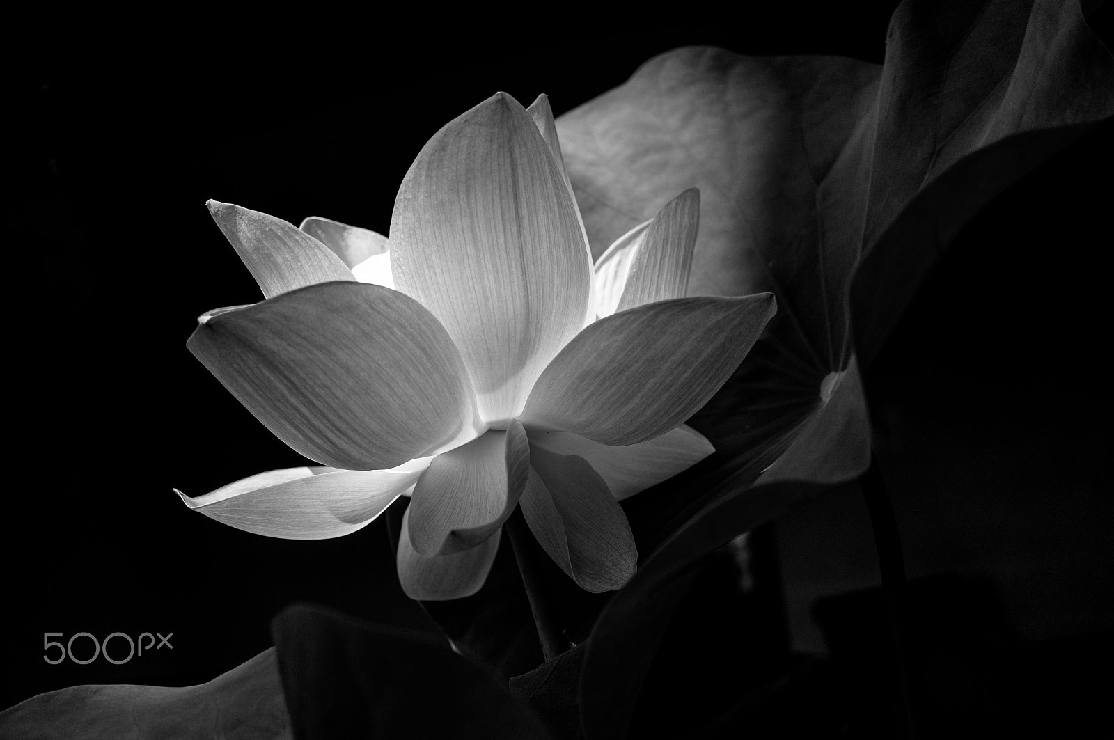 Sony Alpha NEX-6 + Sony E 30mm F3.5 Macro sample photo. Lotus flower photography