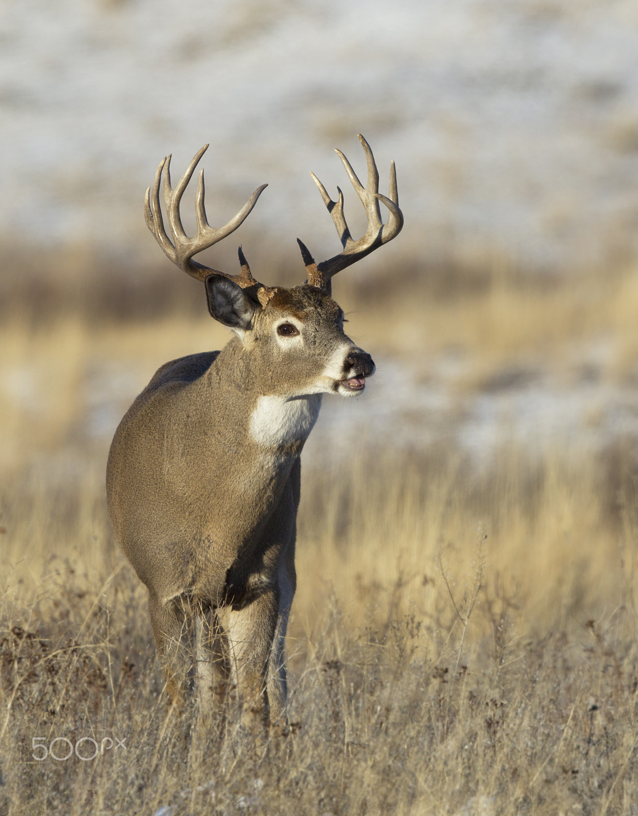 Canon EF 500mm F4L IS II USM sample photo. White tailed deer23ss photography