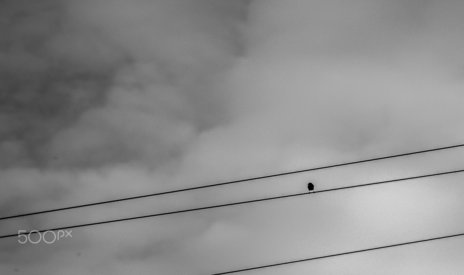 Nikon D800 + AF Zoom-Nikkor 70-210mm f/4 sample photo. Lonely bird photography