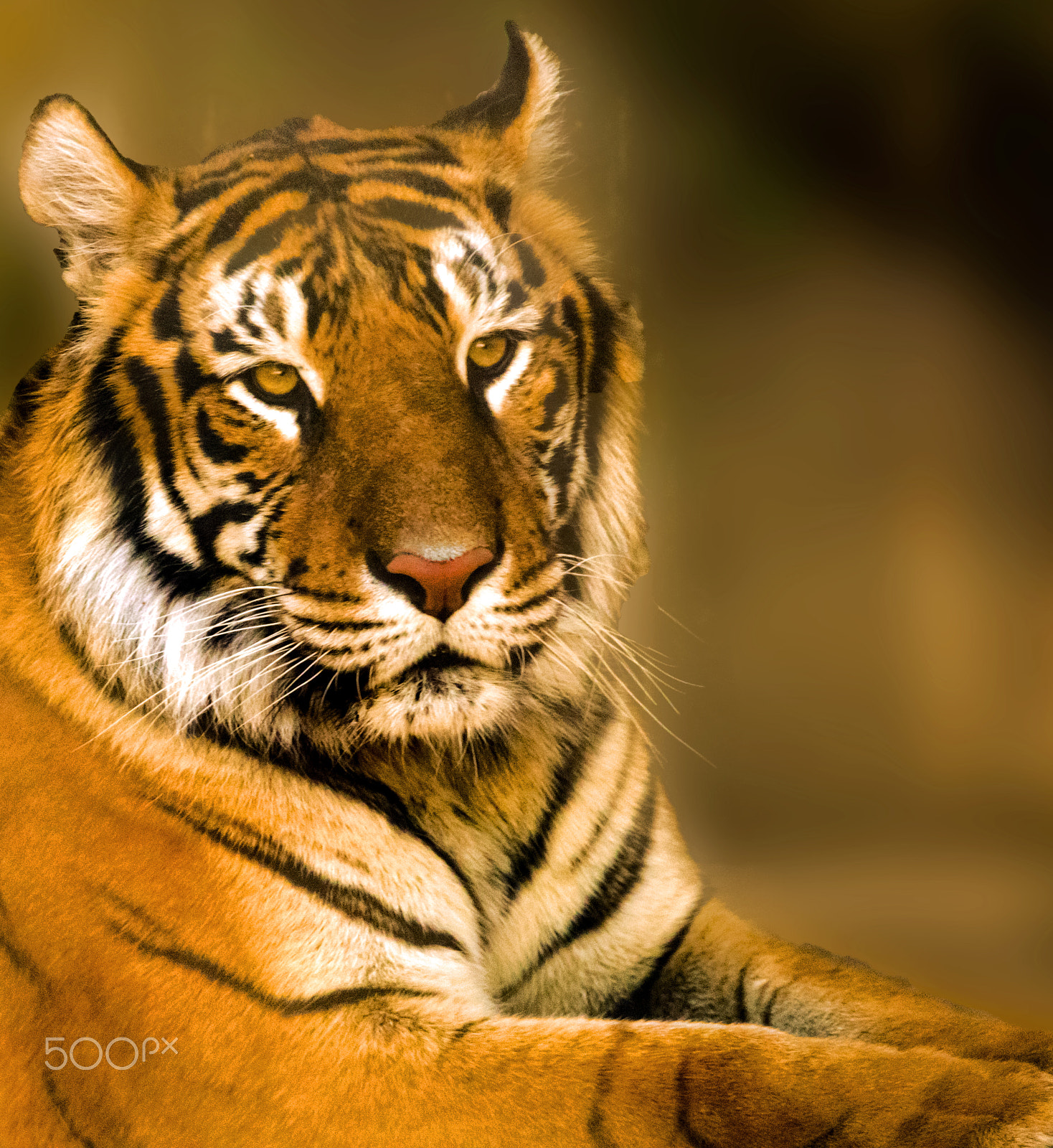 Canon EOS 5DS R + Sigma 150-600mm F5-6.3 DG OS HSM | C sample photo. Tiger photography