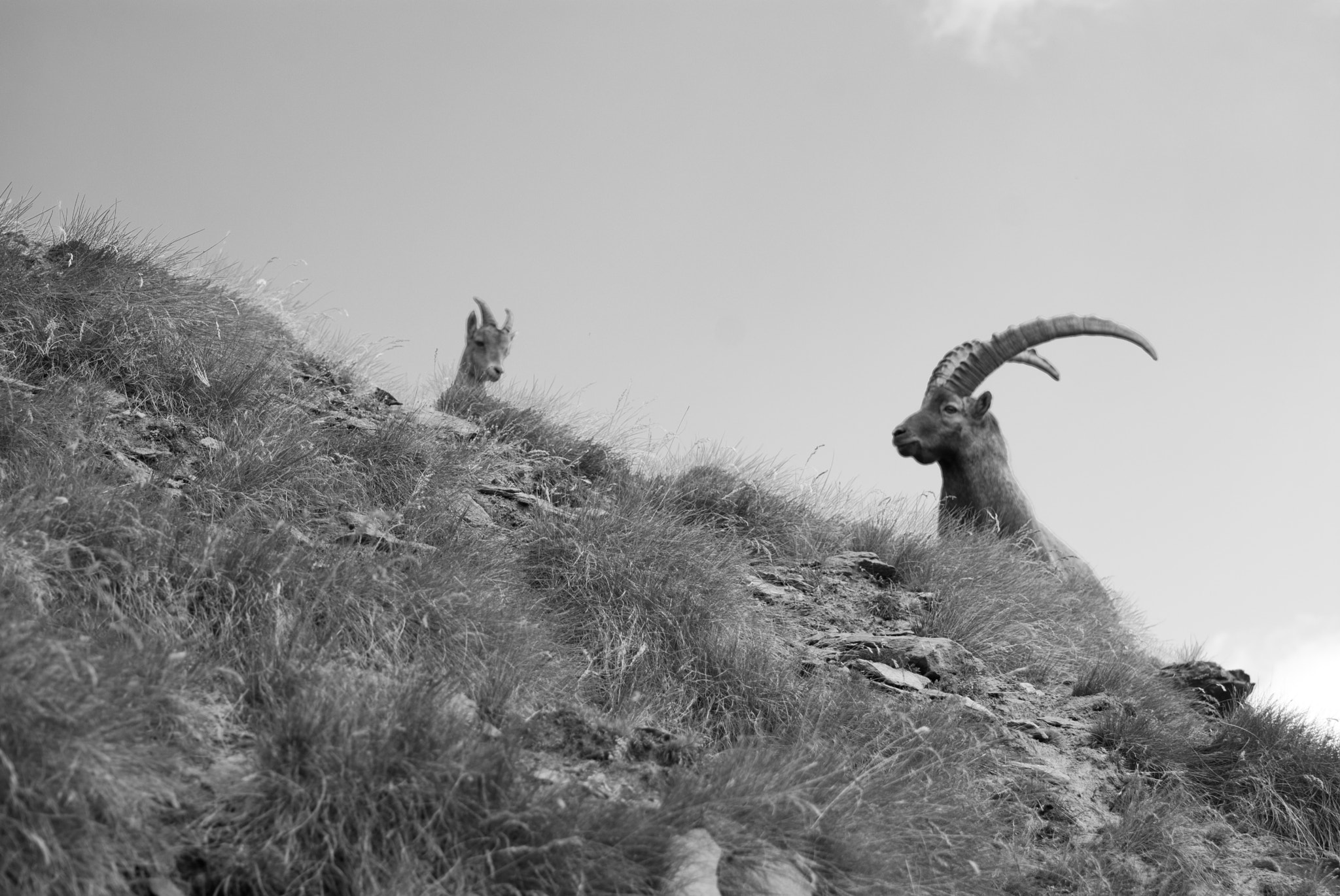 Nikon D40X sample photo. Ibex ibex family photography