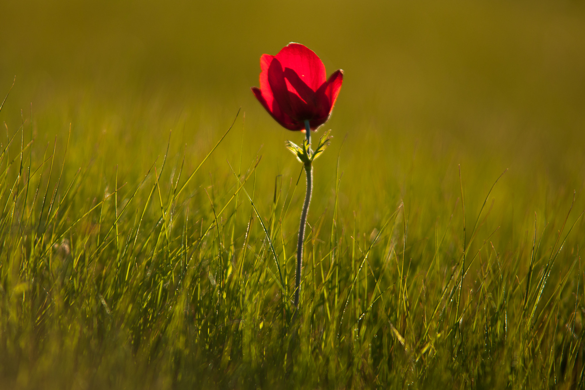 Sony Alpha DSLR-A700 + Sigma M-AF 70-200mm F2.8 EX APO sample photo. The lighted anemone photography