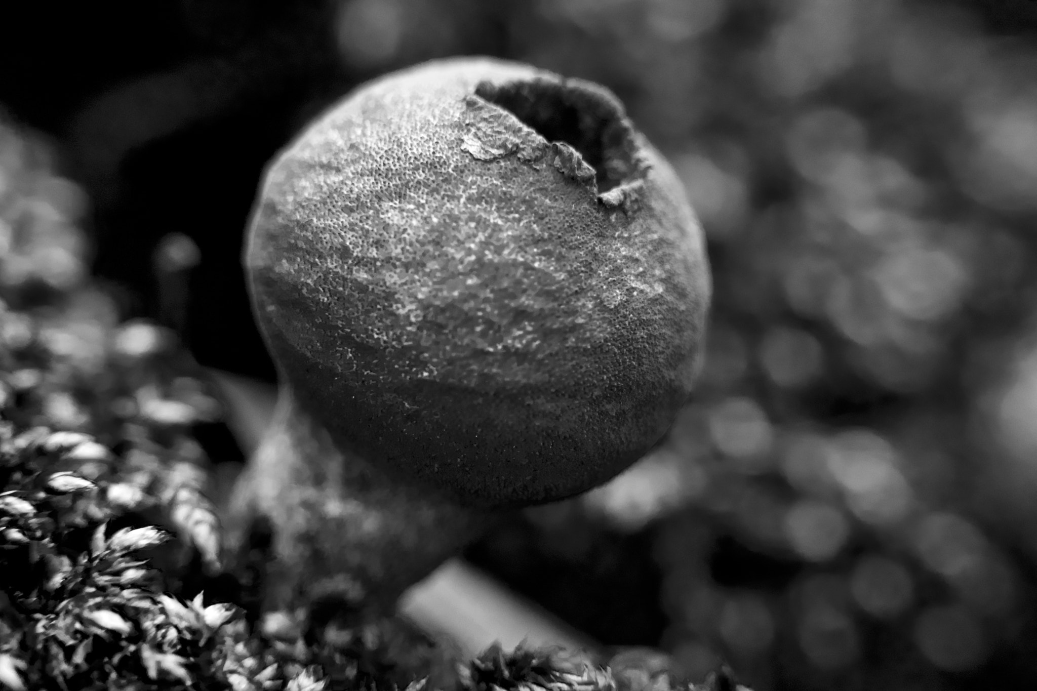Sony a6000 + Sony Vario-Tessar T* E 16-70mm F4 ZA OSS sample photo. Mushroom photography