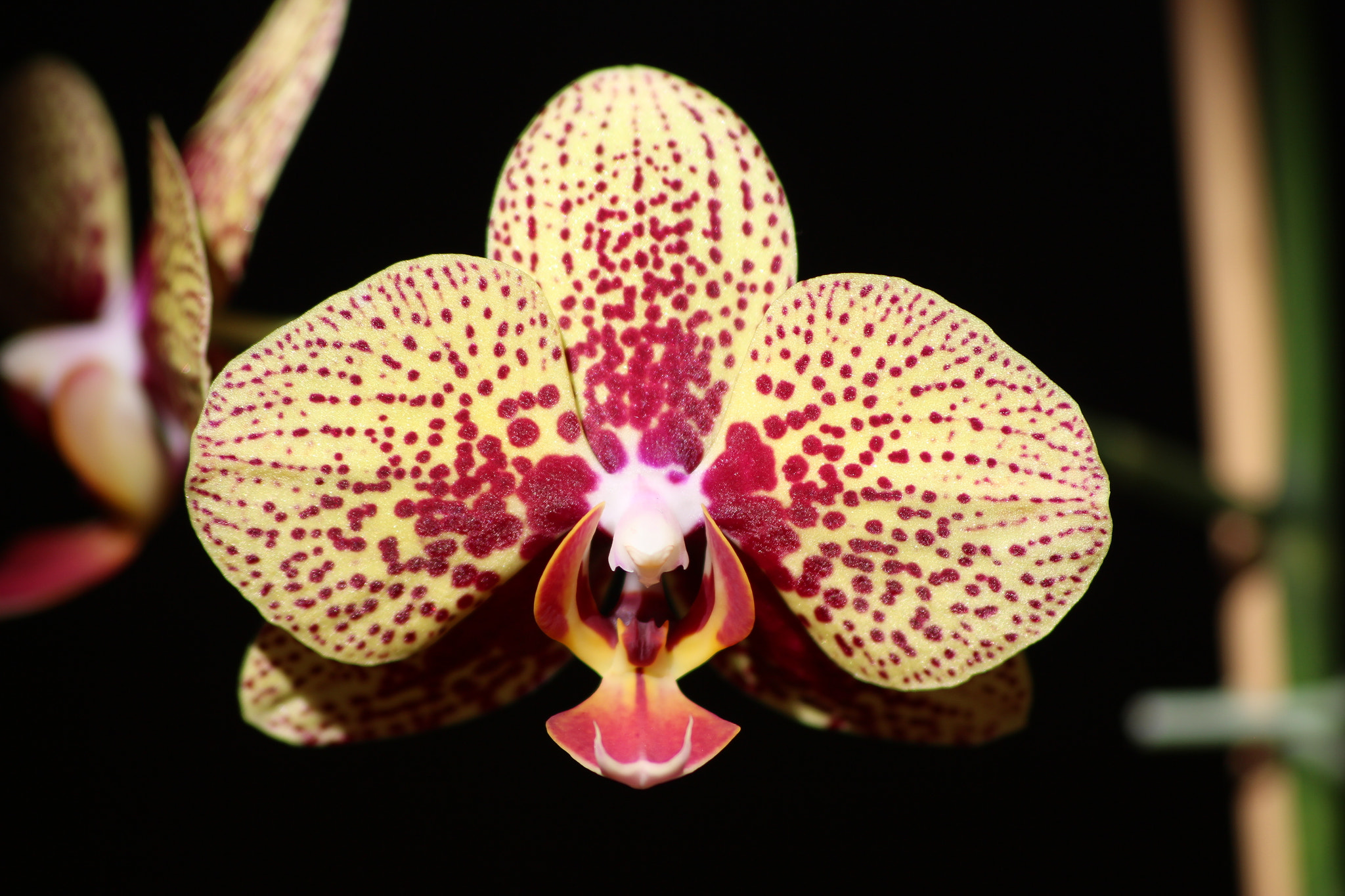 Sigma 70-300mm F4-5.6 APO DG Macro sample photo. Yellow orchid photography