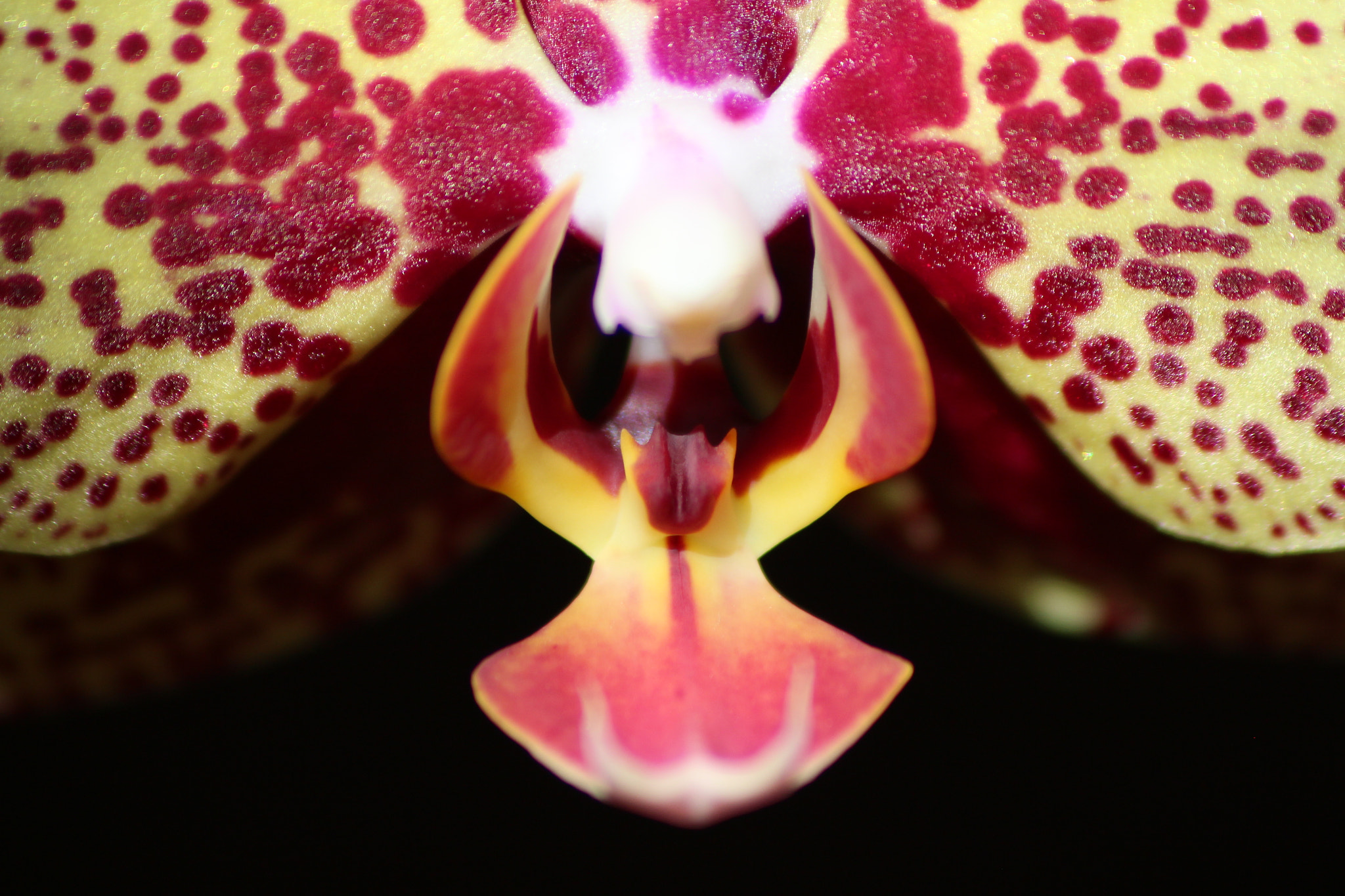 Sigma 70-300mm F4-5.6 APO DG Macro sample photo. Yellow orchid photography