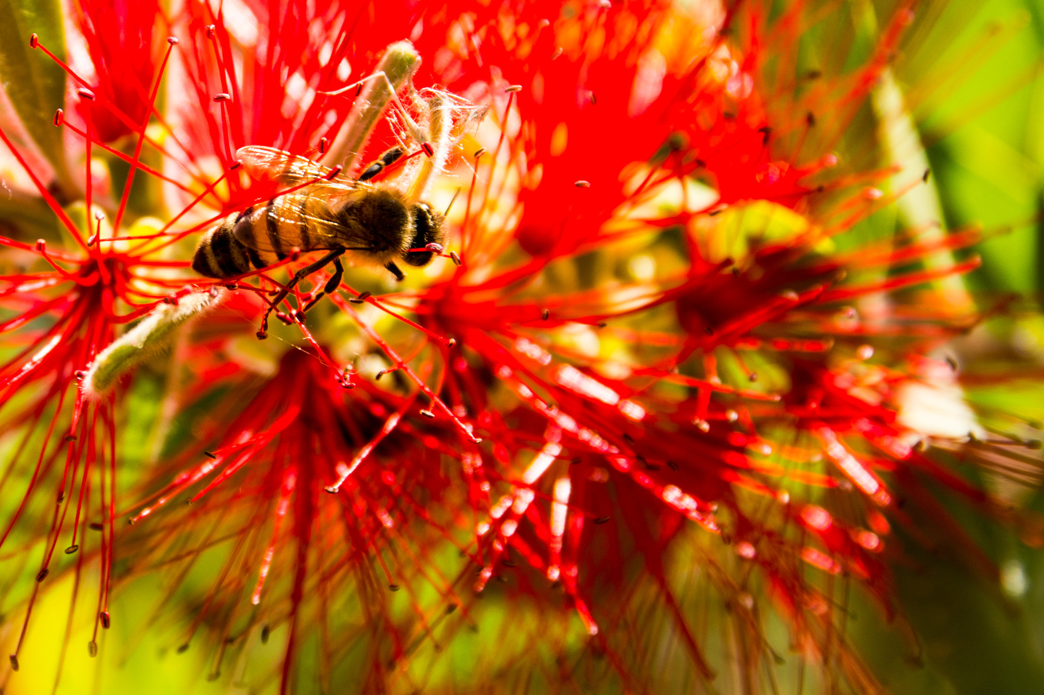 Sigma 17-70mm F2.8-4 DC Macro OS HSM | C sample photo. Casual encounter photography