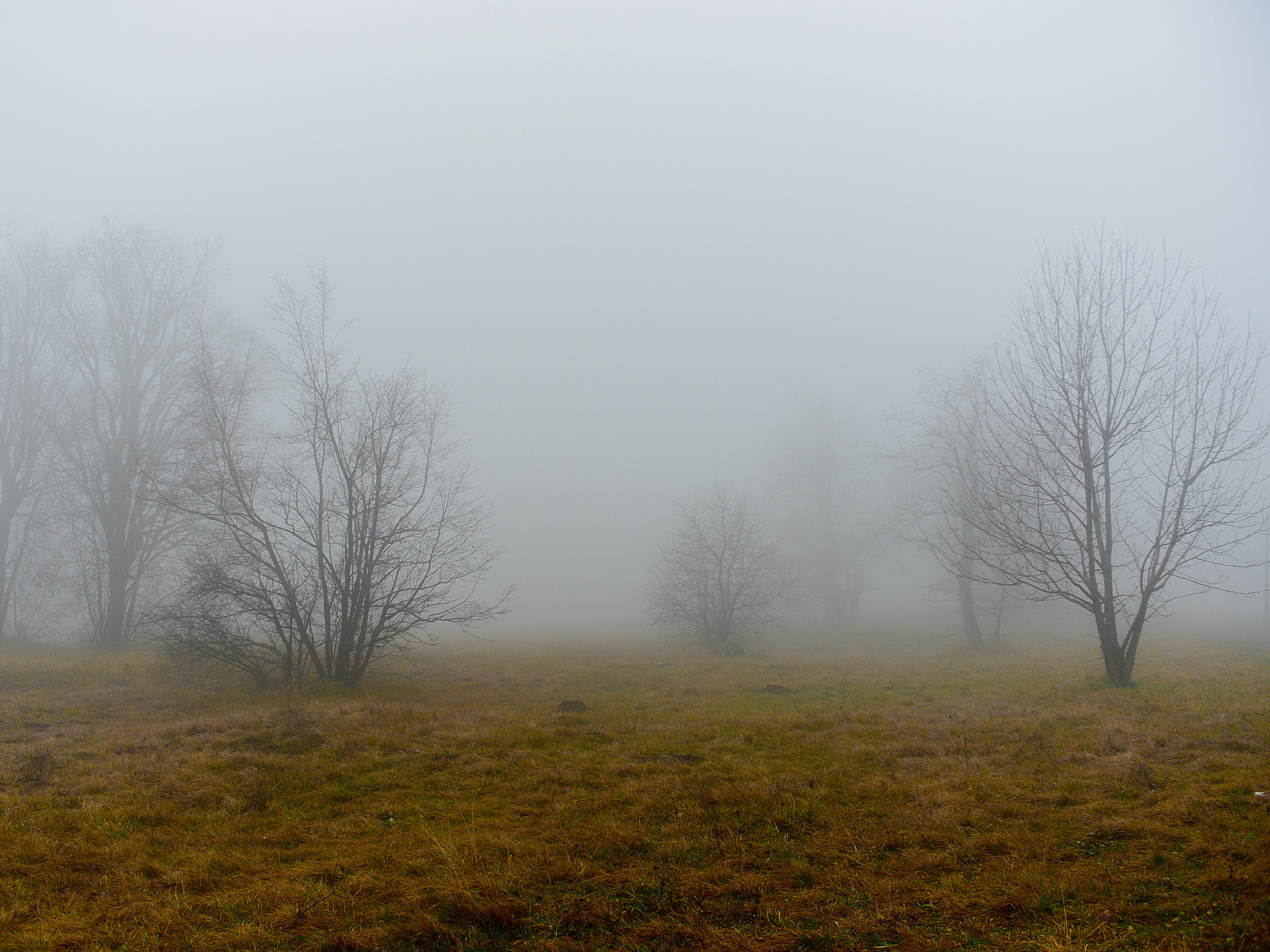 AF Zoom-Nikkor 35-135mm f/3.5-4.5 N sample photo. Foggy day photography
