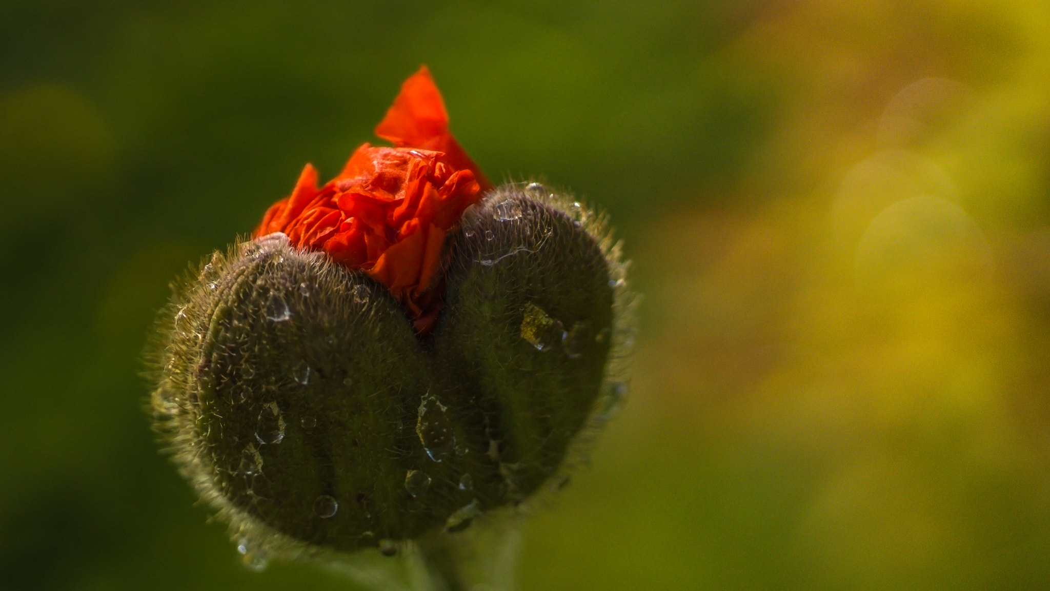 Sony SLT-A77 + Sigma 70mm F2.8 EX DG Macro sample photo. Dsc01753-2.jpg photography