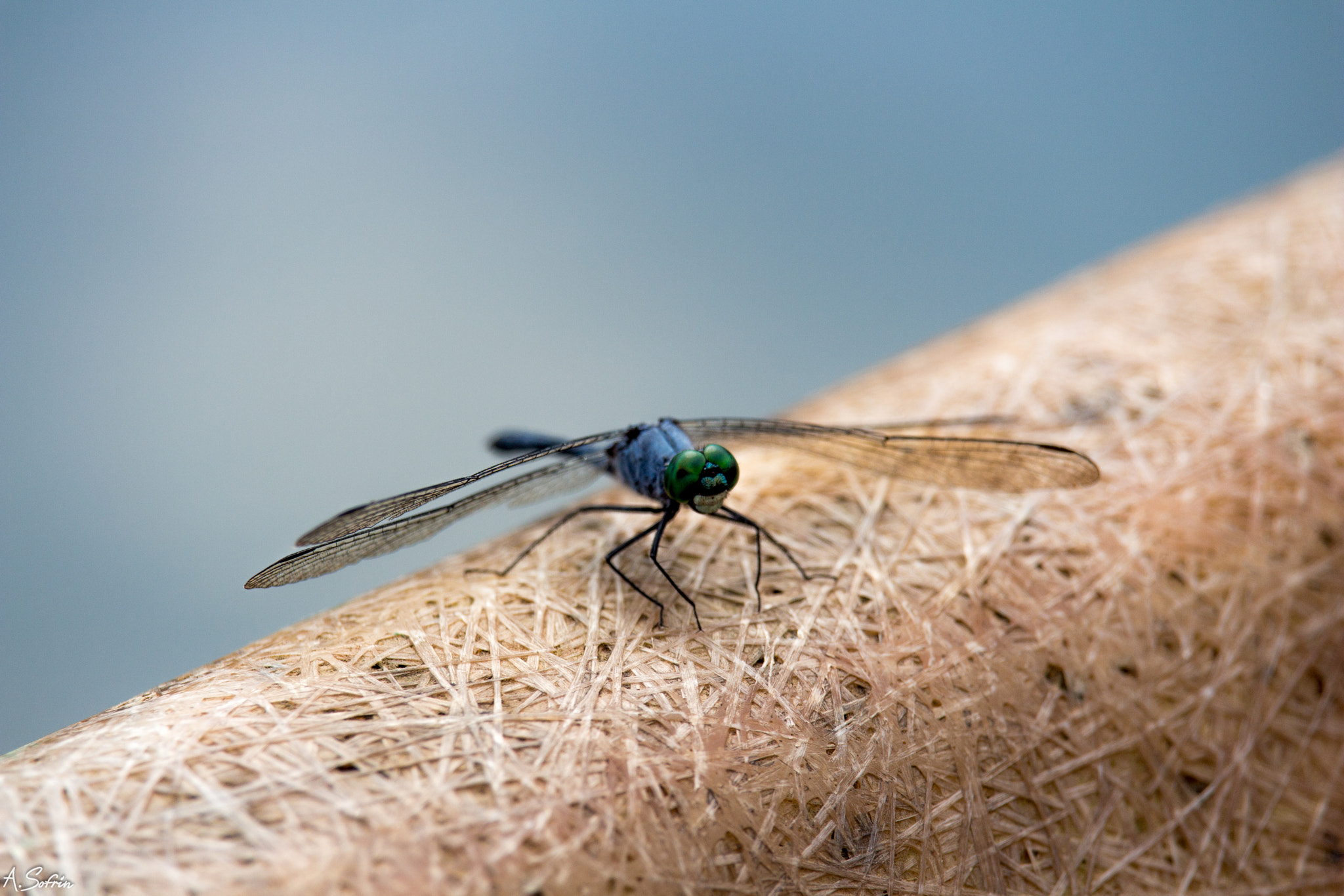 Canon EOS 650D (EOS Rebel T4i / EOS Kiss X6i) sample photo. Dragonfly on boat's edge photography