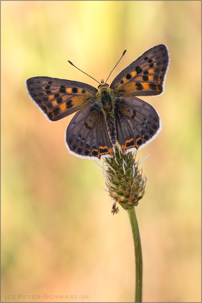 Sigma 150mm f/2.8 EX DG OS HSM APO Macro sample photo. Lycaena bleusei photography