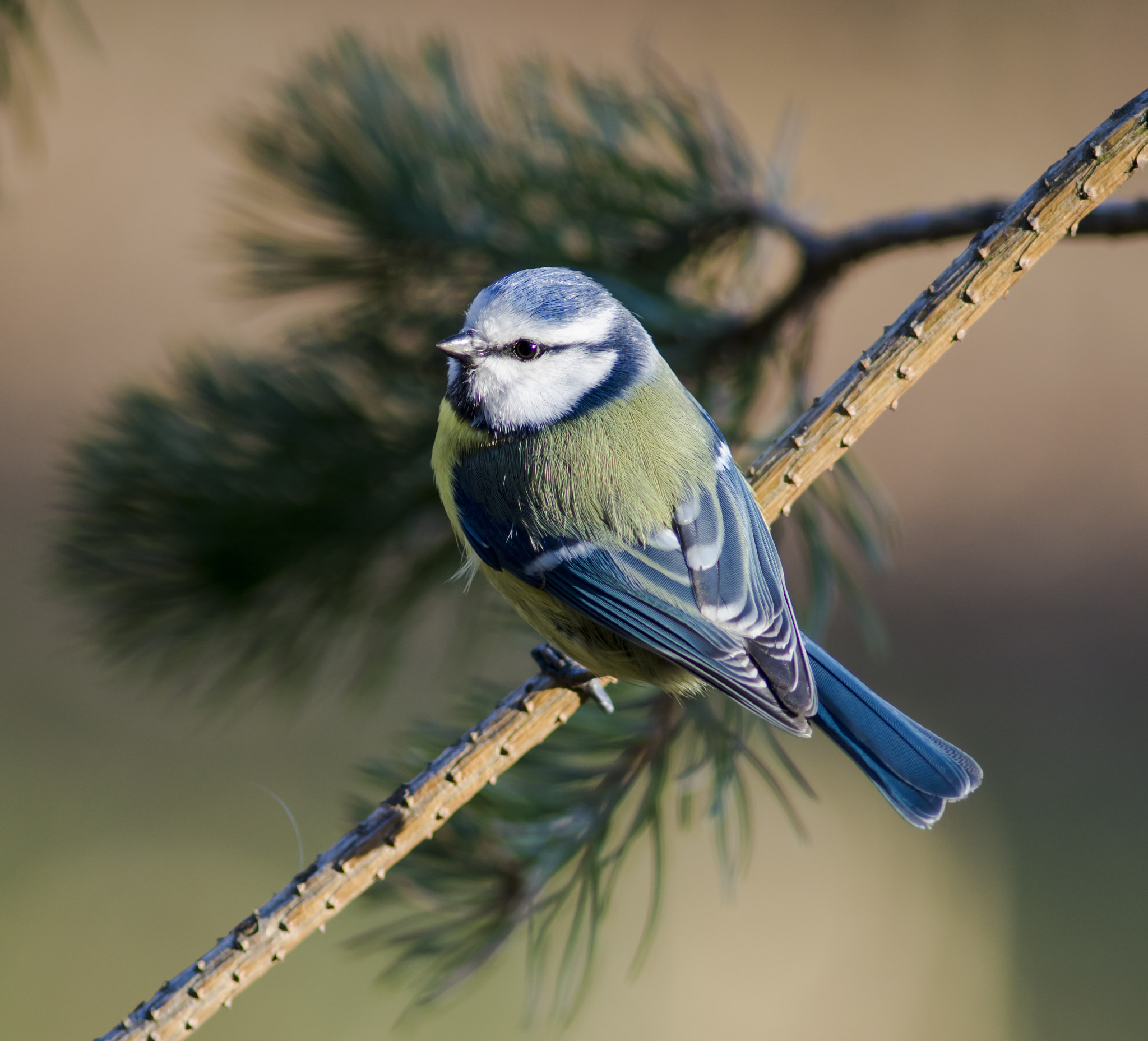 AF Nikkor 300mm f/4 IF-ED sample photo. Blue tit photography