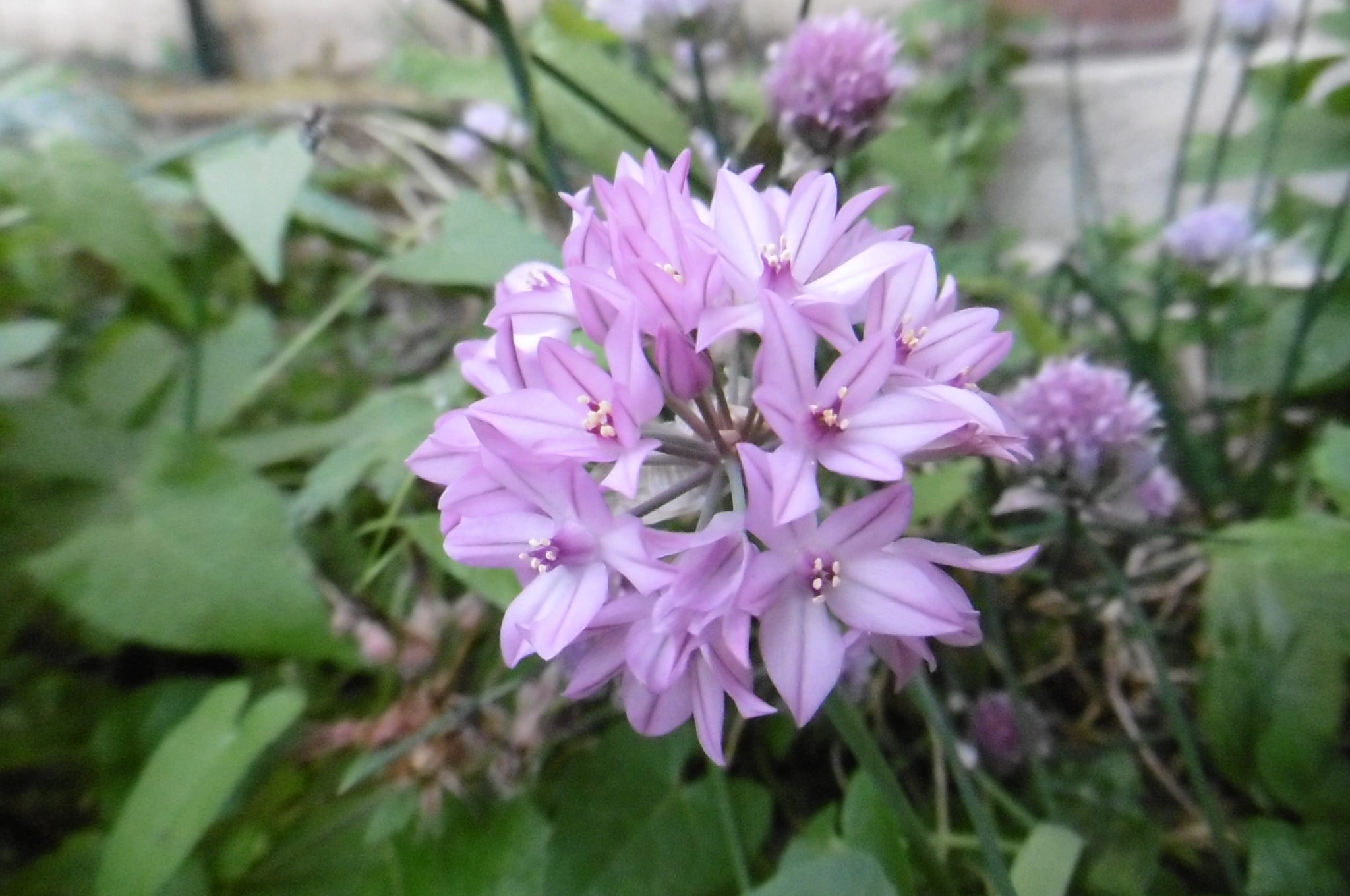 Panasonic DMC-SZ10 sample photo. Purple flowers photography