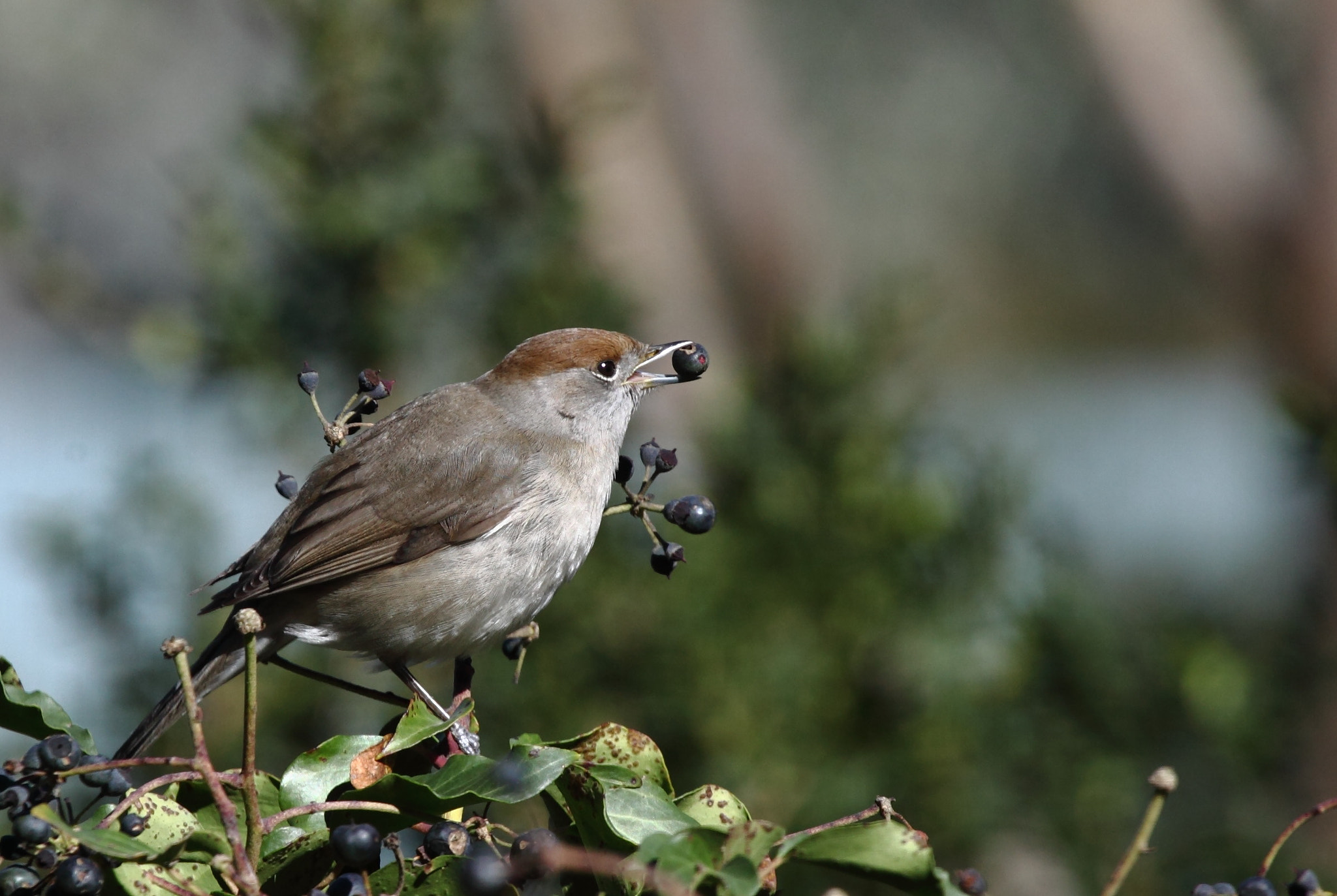 Canon EF 100-400mm F4.5-5.6L IS USM sample photo. Jpg photography