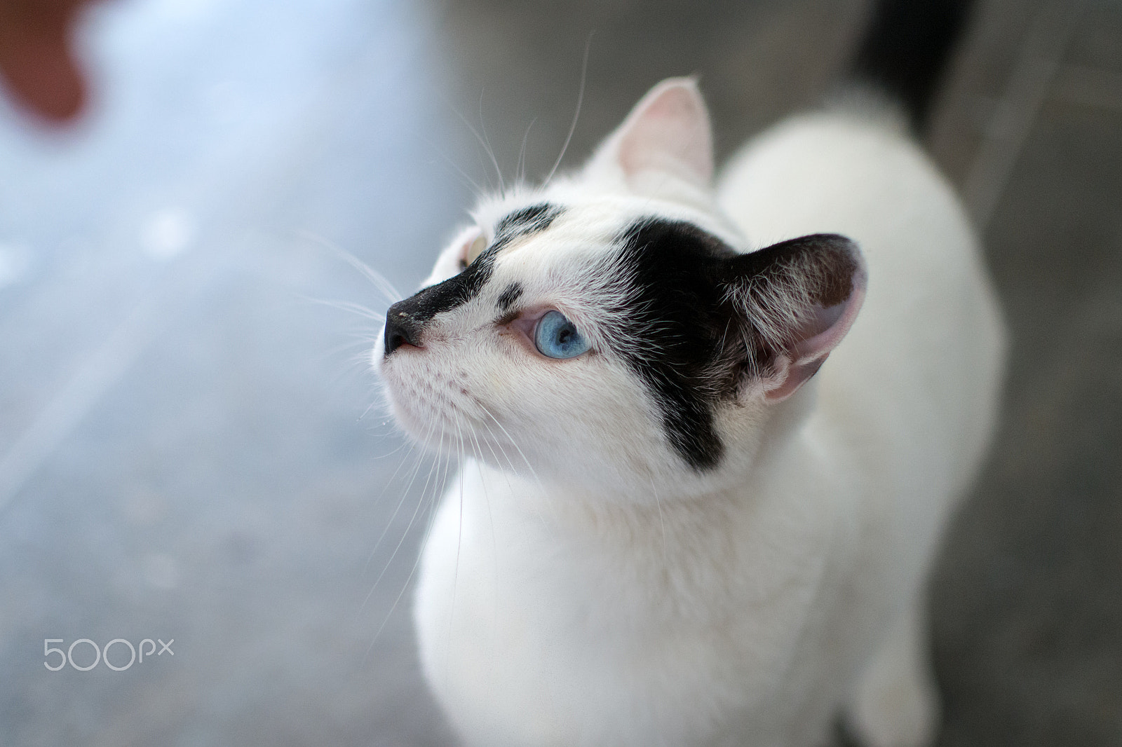 Nikon D800 + Nikon AF-S DX Nikkor 35mm F1.8G sample photo. Jess the cat photography