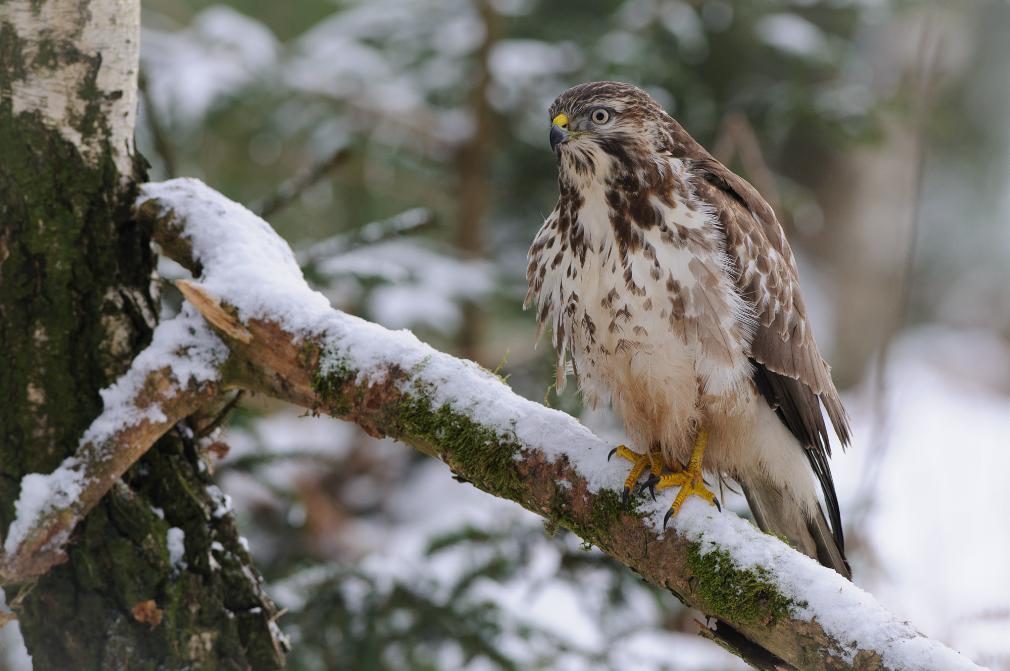 Nikon AF-S Nikkor 300mm F2.8G ED VR II sample photo. Common buzzard photography