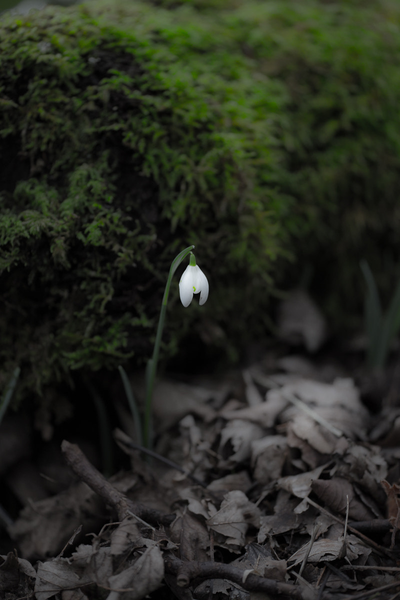 Sigma APO Macro 180mm F2.8 EX DG OS HSM sample photo. Snowdrop photography