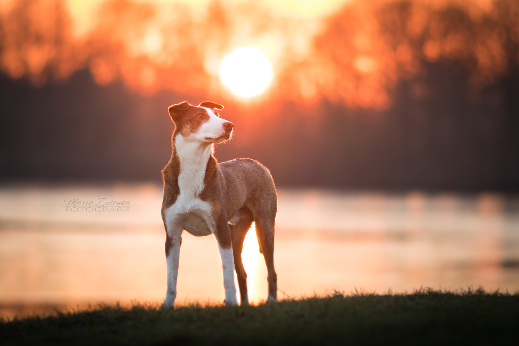 Canon EOS 7D Mark II + Canon EF 135mm F2L USM sample photo. Giocco photography