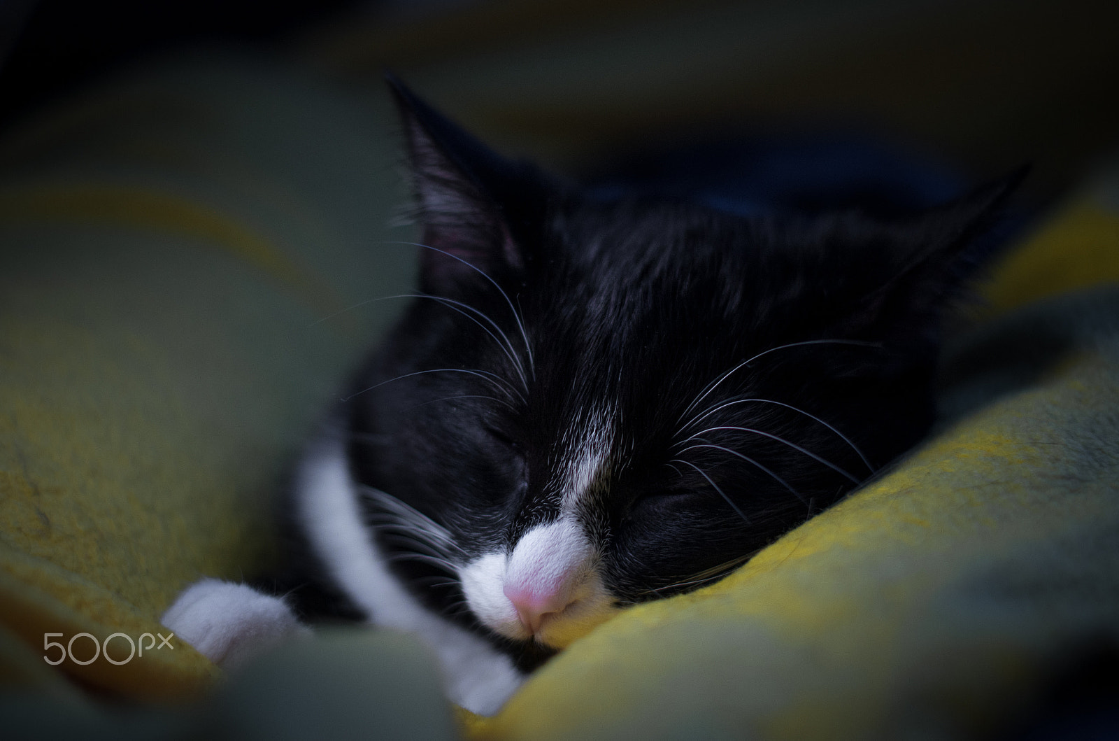 Pentax K-5 II + Pentax smc FA 50mm F1.4 sample photo. The dream. photography