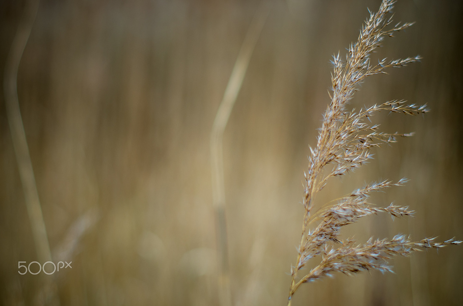 Pentax K-5 II + Pentax smc FA 50mm F1.4 sample photo. The fall. photography