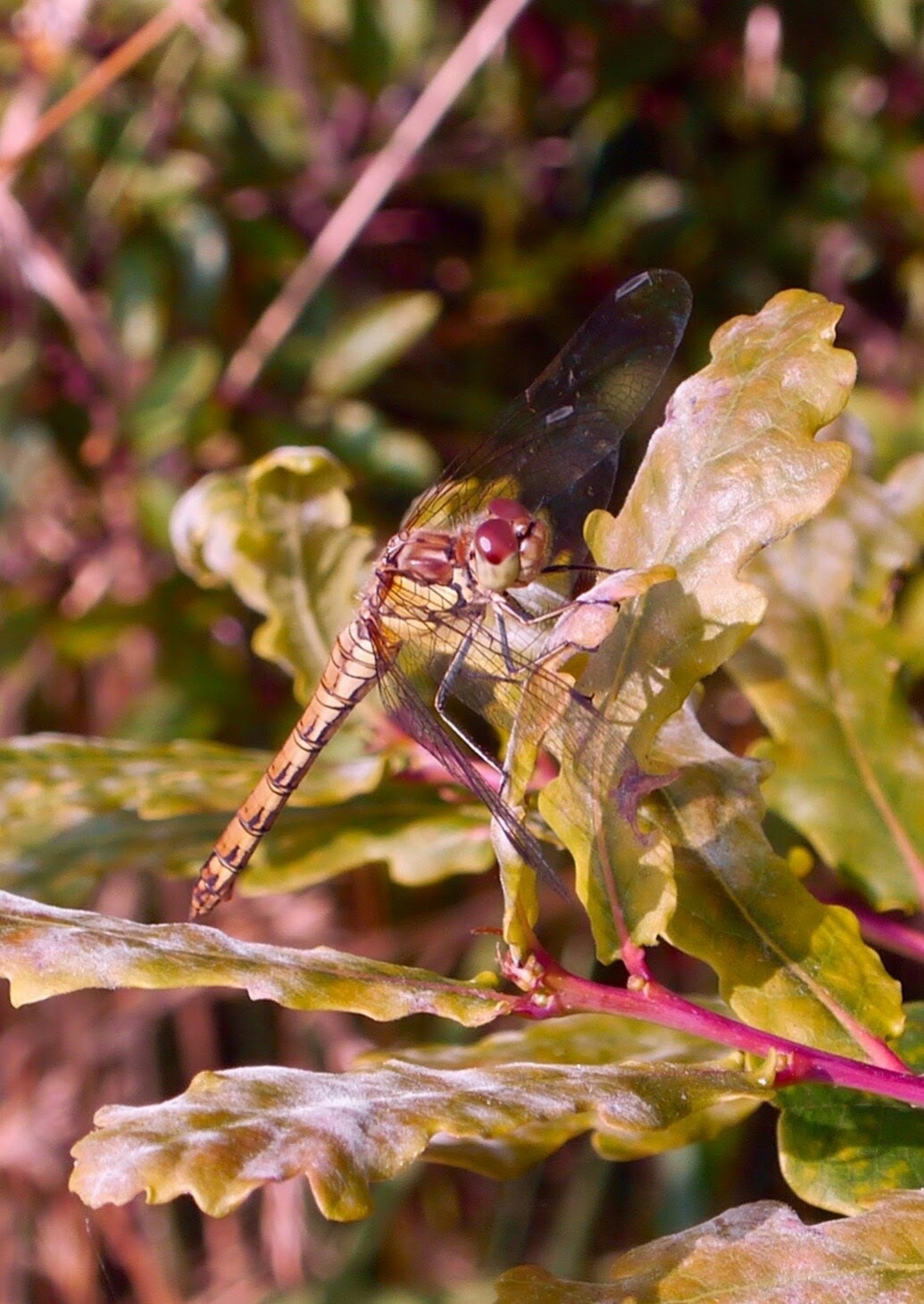 Panasonic Lumix DMC-G3 sample photo