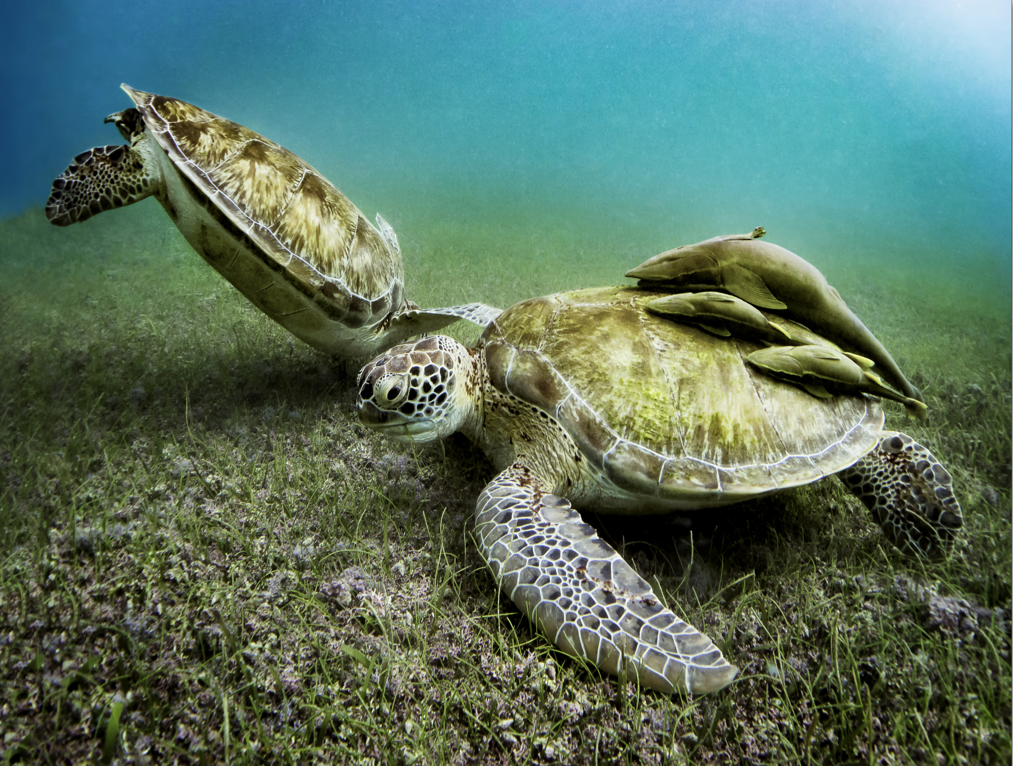 Sea Turtles Akumal Mexico