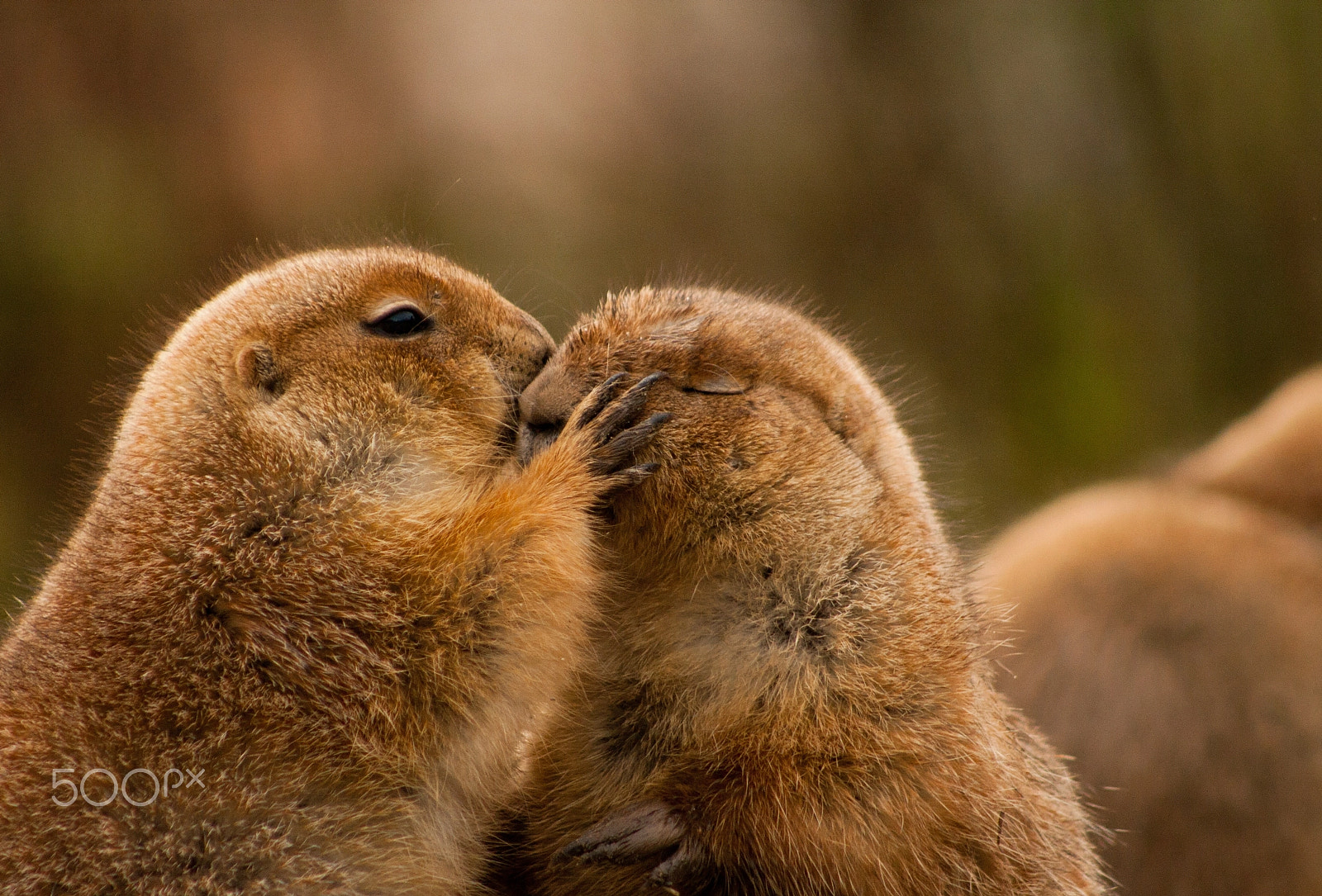Canon EF 75-300mm f/4-5.6 USM sample photo. True love photography