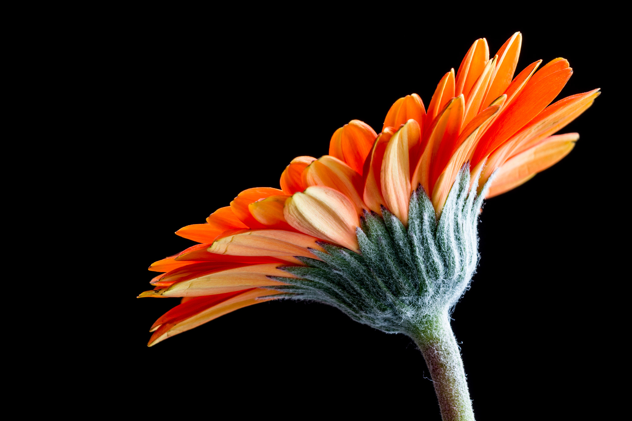 Canon EF-S 55-250mm F4-5.6 IS sample photo. Gerbera photography