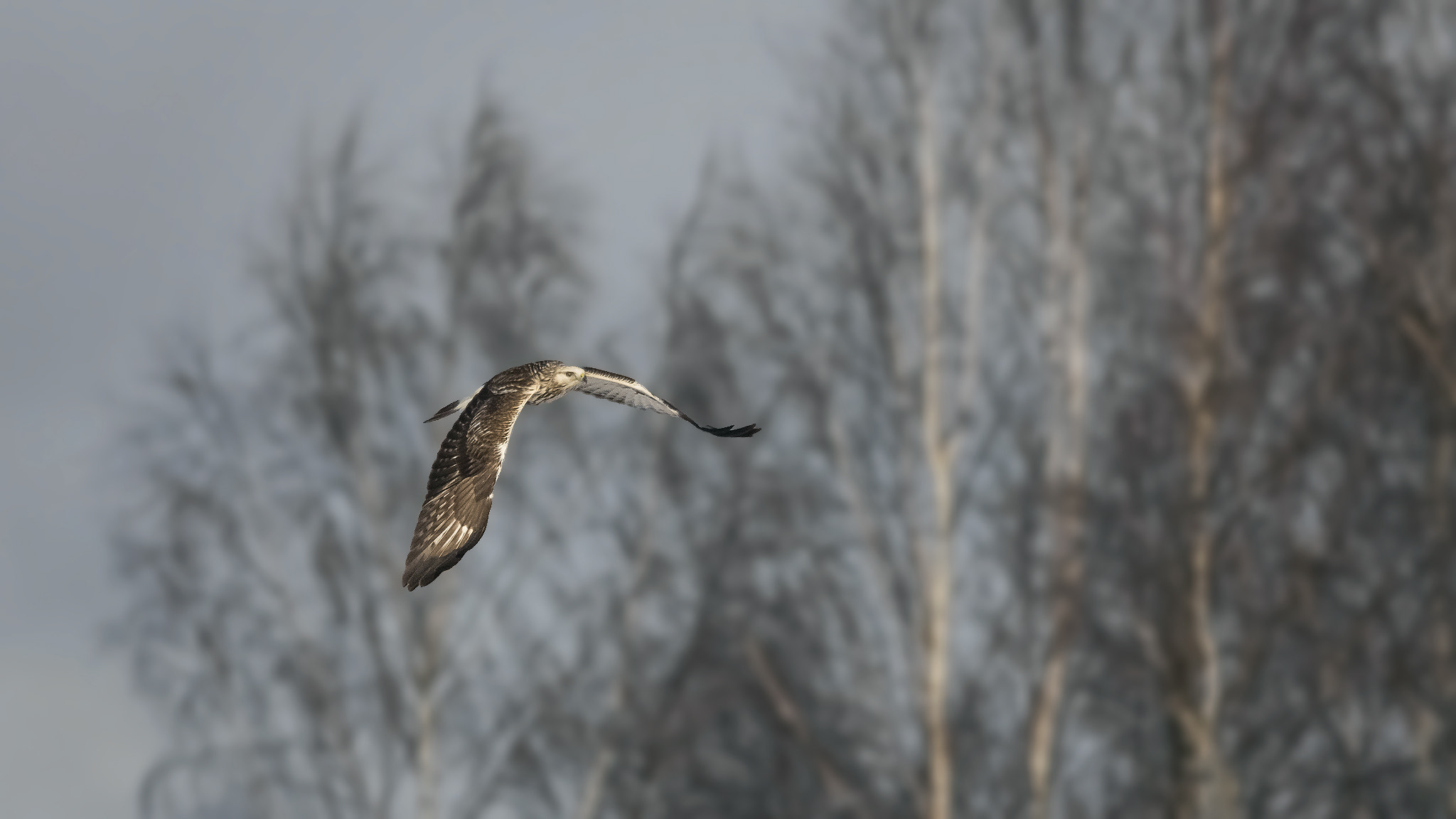 Sigma 150-500mm F5-6.3 DG OS HSM sample photo. Rough-legged buzzard. photography