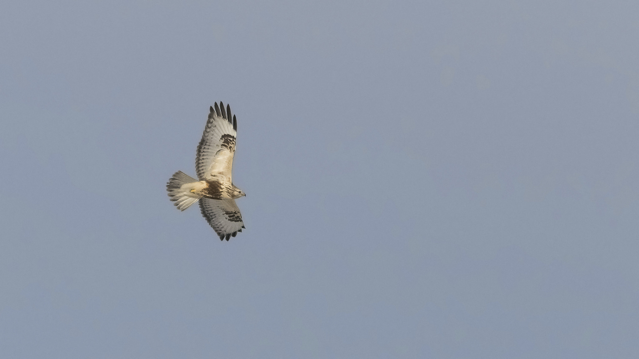 Sigma 150-500mm F5-6.3 DG OS HSM sample photo. Rough-legged buzzard. photography