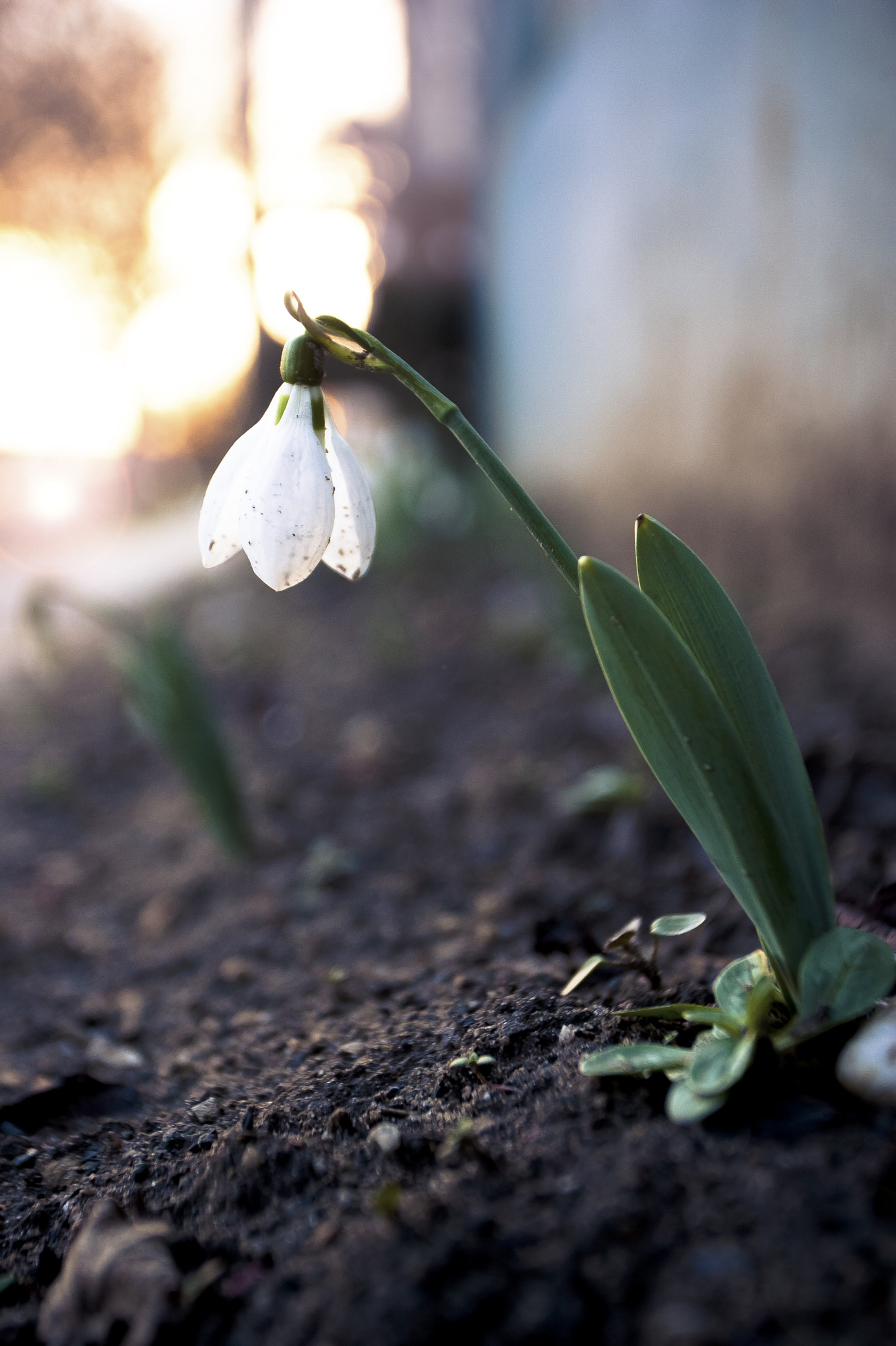 Canon EOS-1D Mark II N sample photo. Spring is coming photography