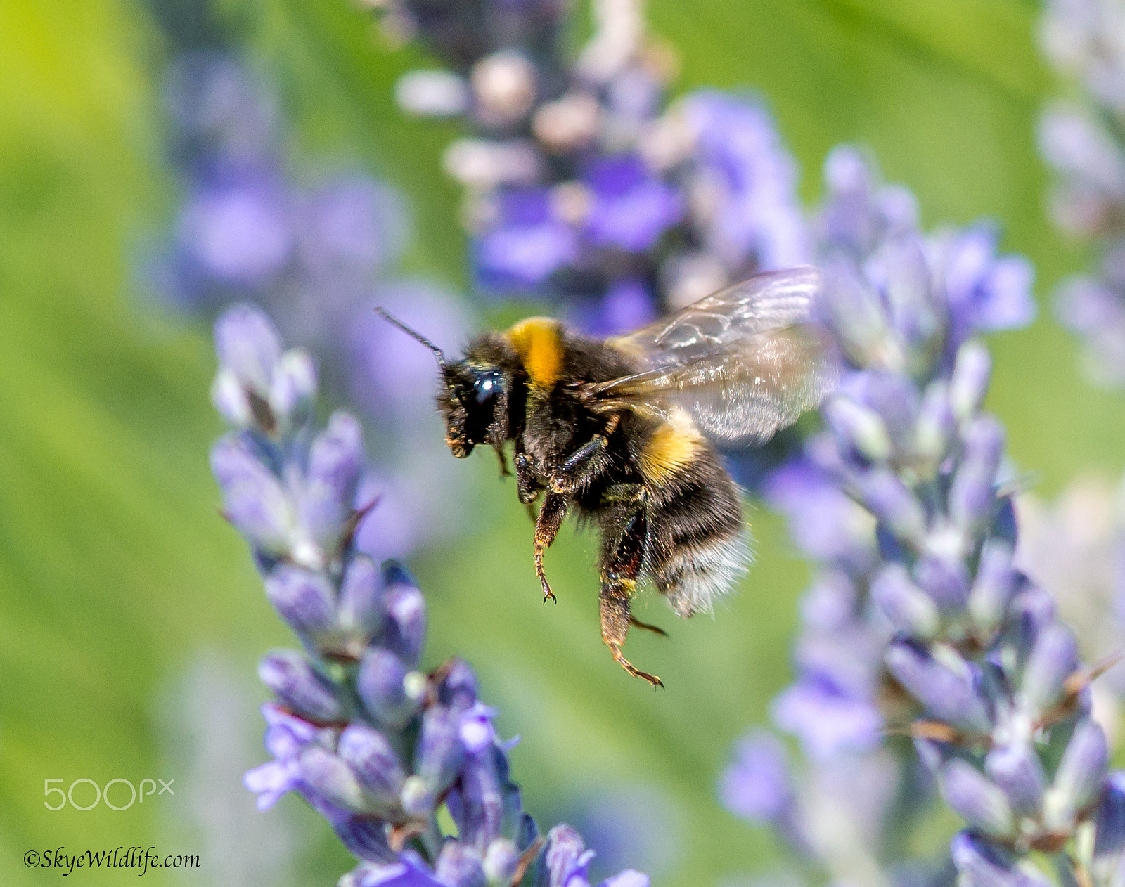 Nikon D800E + Sigma 105mm F2.8 EX DG Macro sample photo. Flying bee photography