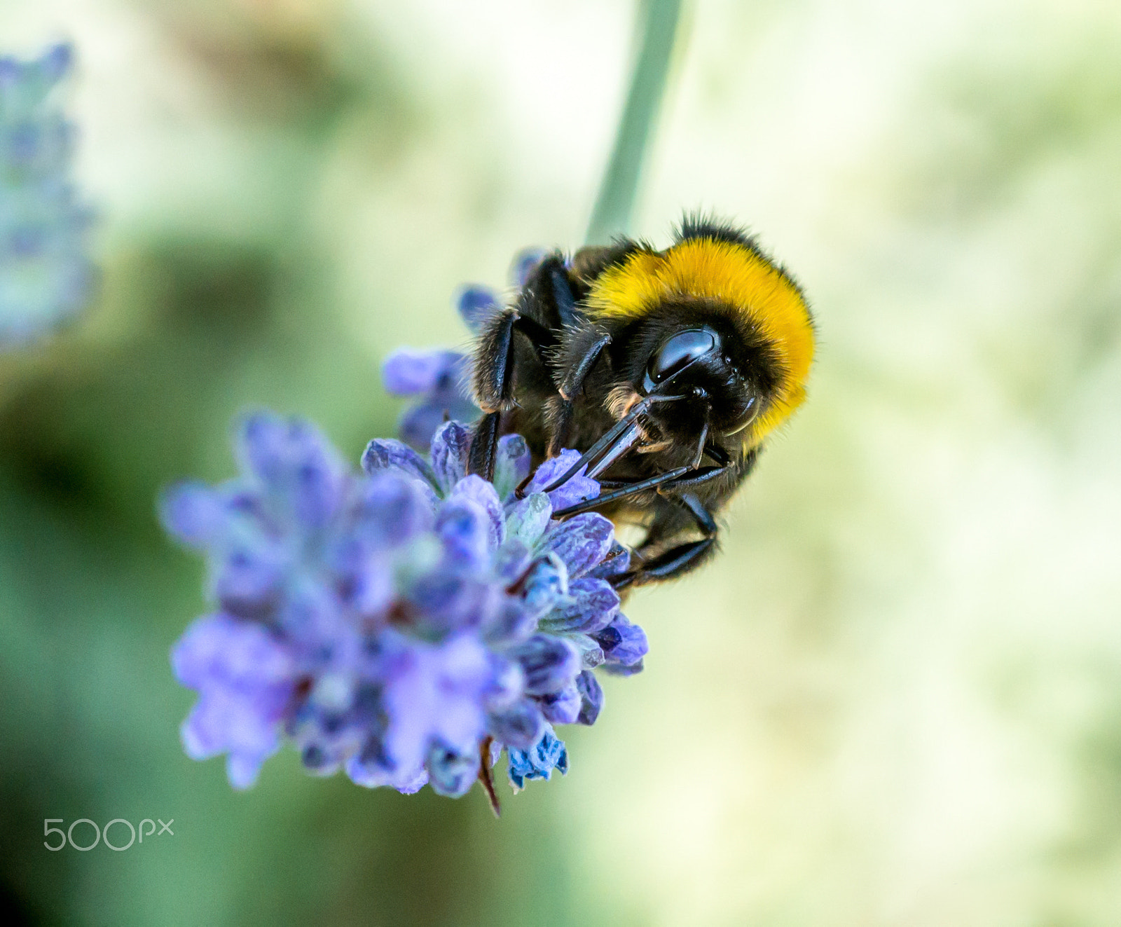 Nikon D800E + Sigma 105mm F2.8 EX DG Macro sample photo. Bee skin photography