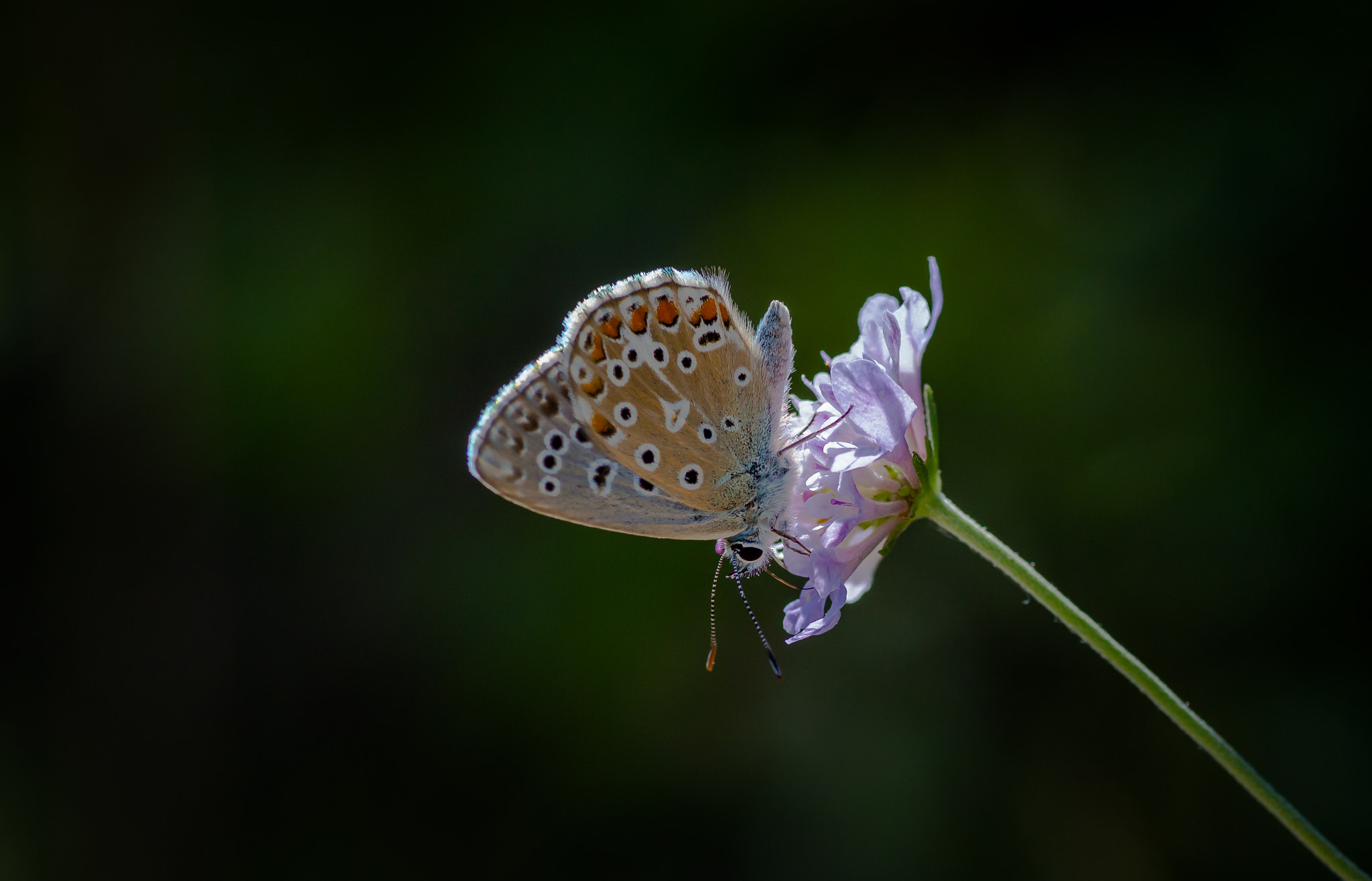 Canon EOS 650D (EOS Rebel T4i / EOS Kiss X6i) + Tamron SP AF 90mm F2.8 Di Macro sample photo. Butterfly photography