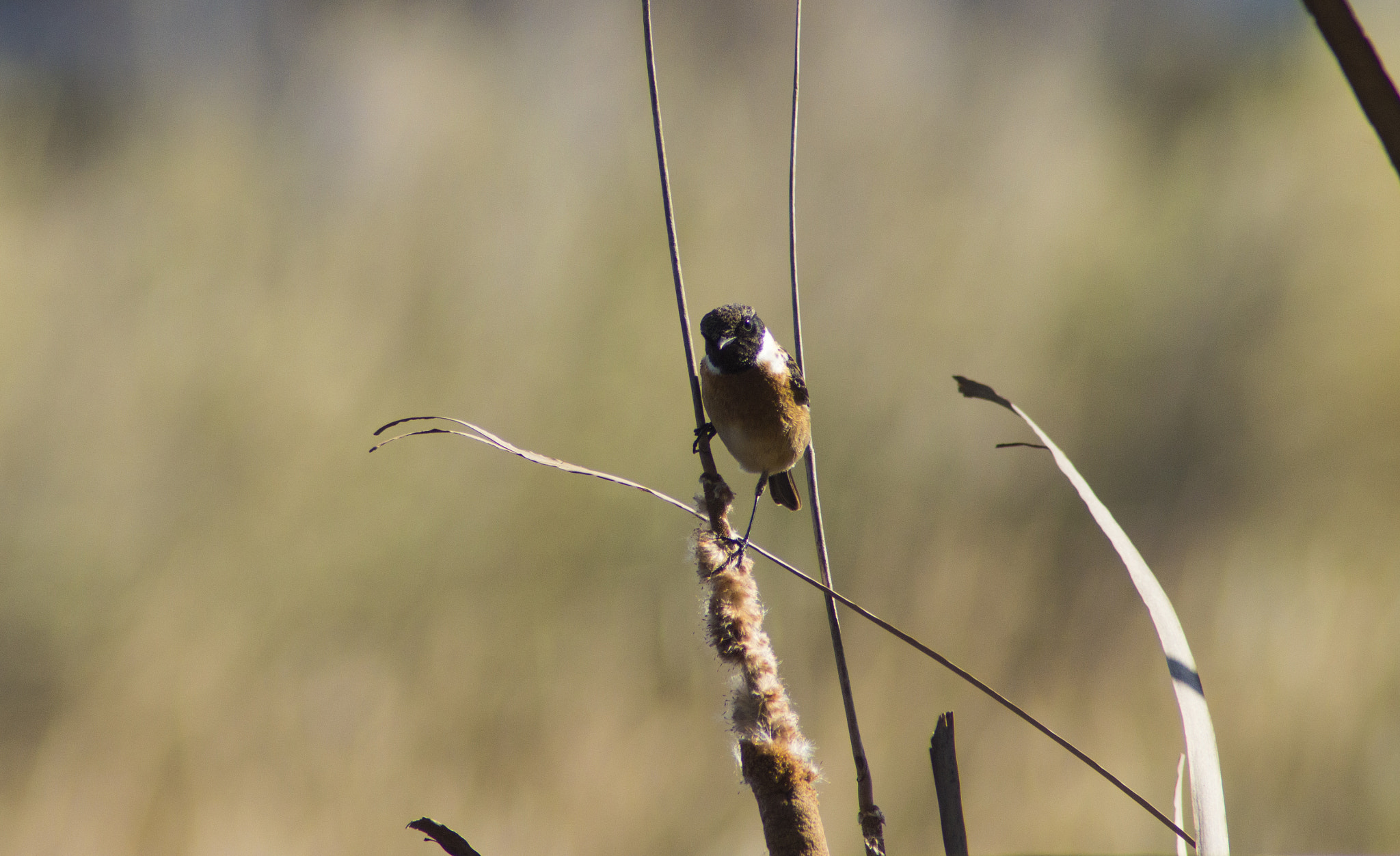 Tamron AF 200-400mm f/5.6 LD IF (75D) sample photo. Tarabilla común macho - common stonechat male photography