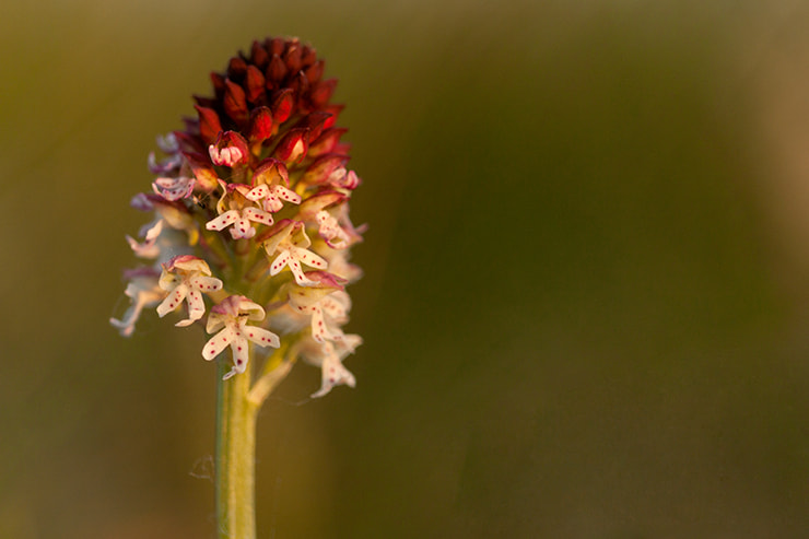 Sigma APO Macro 150mm f/2.8 EX DG HSM sample photo. Burned orchid photography