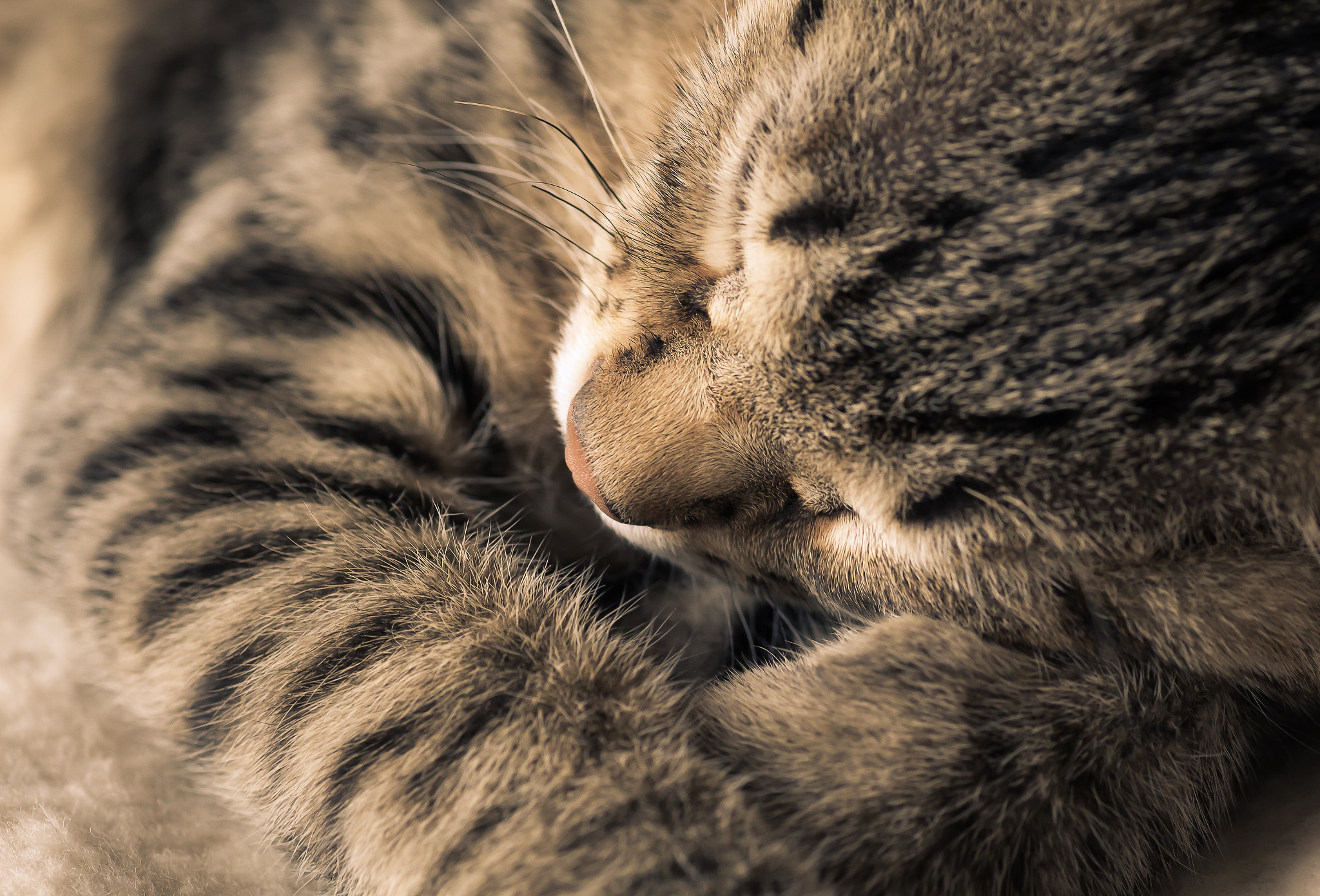 Canon EOS 650D (EOS Rebel T4i / EOS Kiss X6i) + Tamron SP AF 90mm F2.8 Di Macro sample photo. Sleepy kitty photography