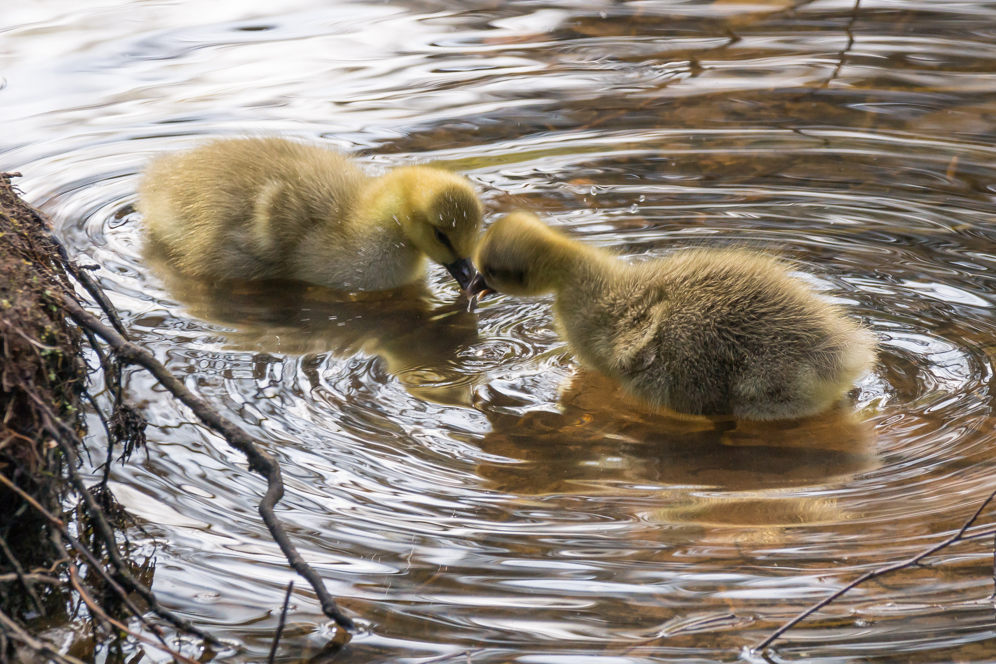 Sony 70-300mm F4.5-5.6 G SSM sample photo. Chicks at play photography