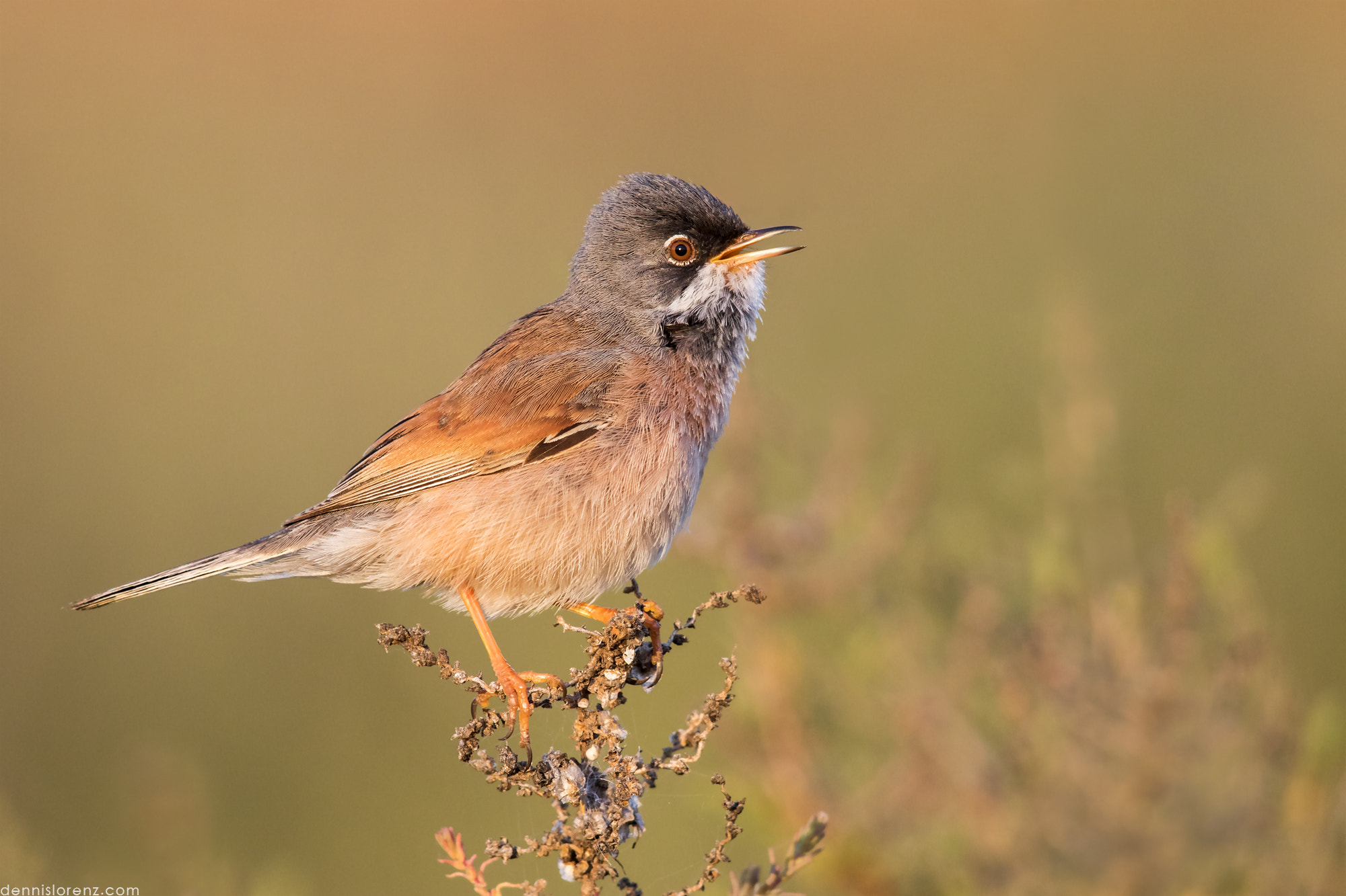 Canon EOS 7D Mark II + Canon EF 600mm F4L IS II USM sample photo. Spectacled warbler | brillengrasmücke photography