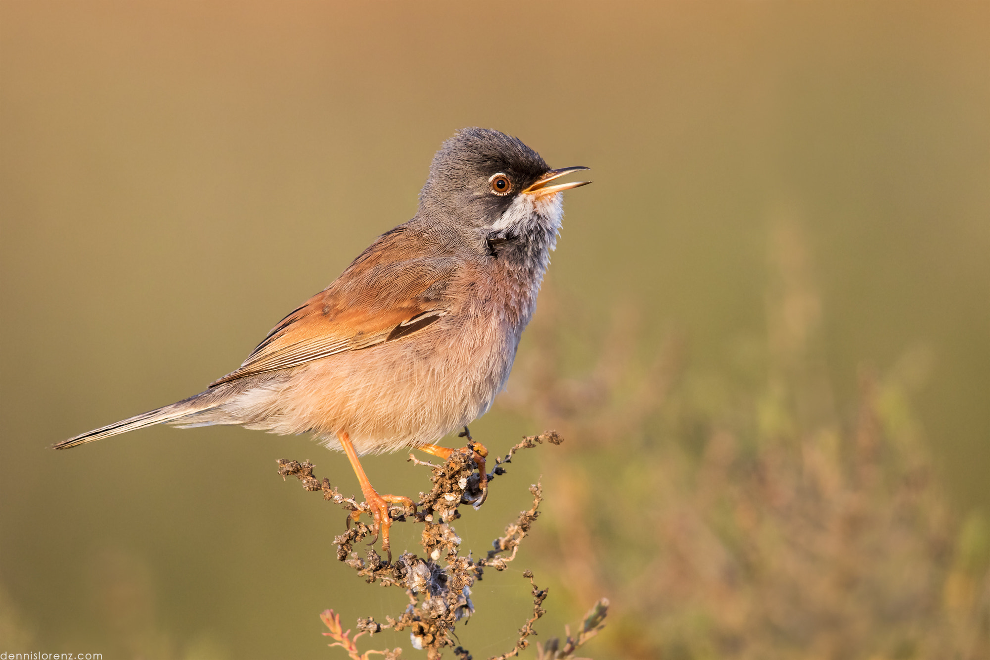 Canon EF 600mm F4L IS II USM sample photo. Spectacled warbler | brillengrasmücke photography