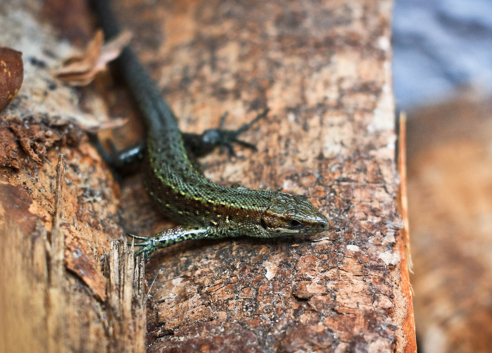 Canon EF 28-80mm f/3.5-5.6 sample photo. Lizard on the wood photography
