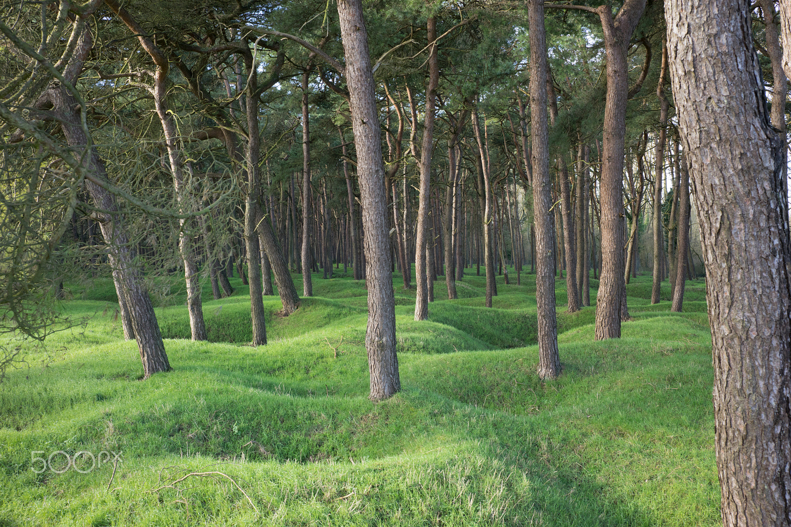 Sony a7 + E 35mm F2 sample photo. Strange forest photography